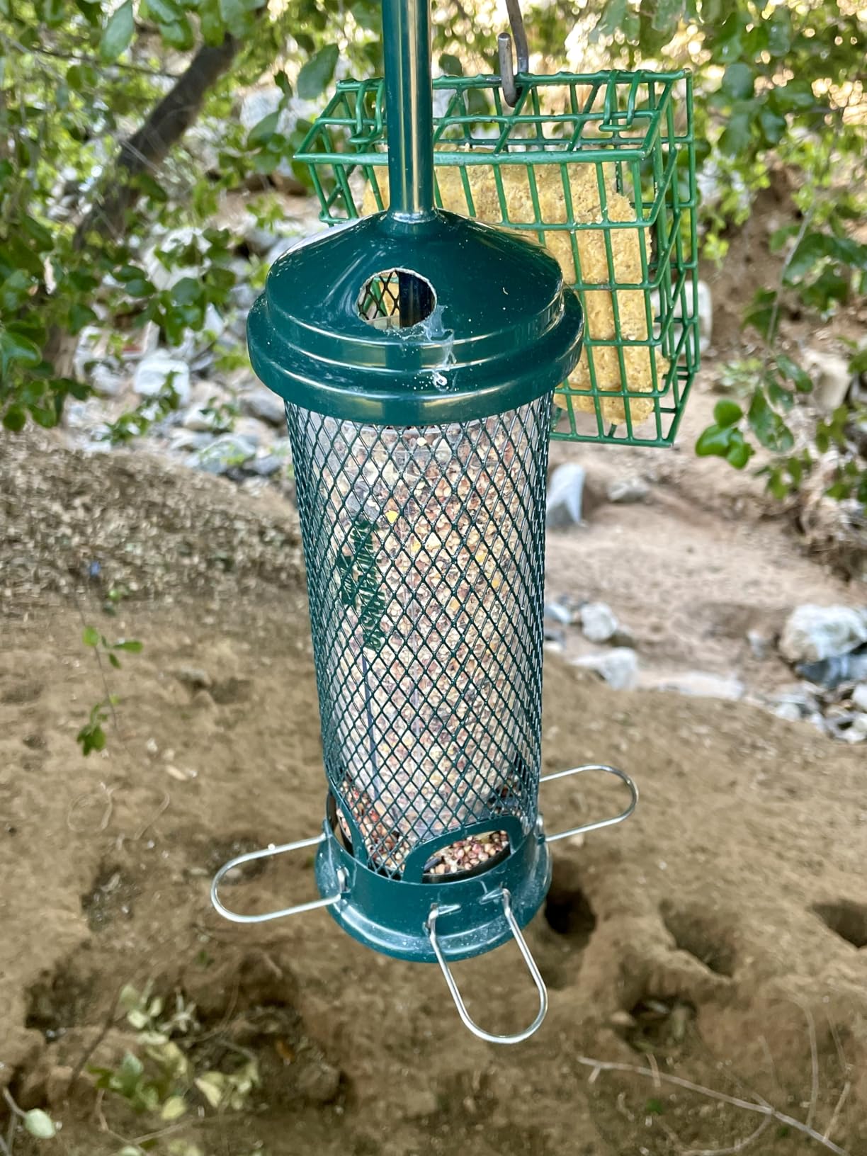 Squirrel Buster Mini Squirrel-Proof Bird Feeder for Wild Birds - 4 Metal Perches, 1 lb Seed Capacity, Chew-Proof Design, Lifetime Care, Garden Green customer photo 1