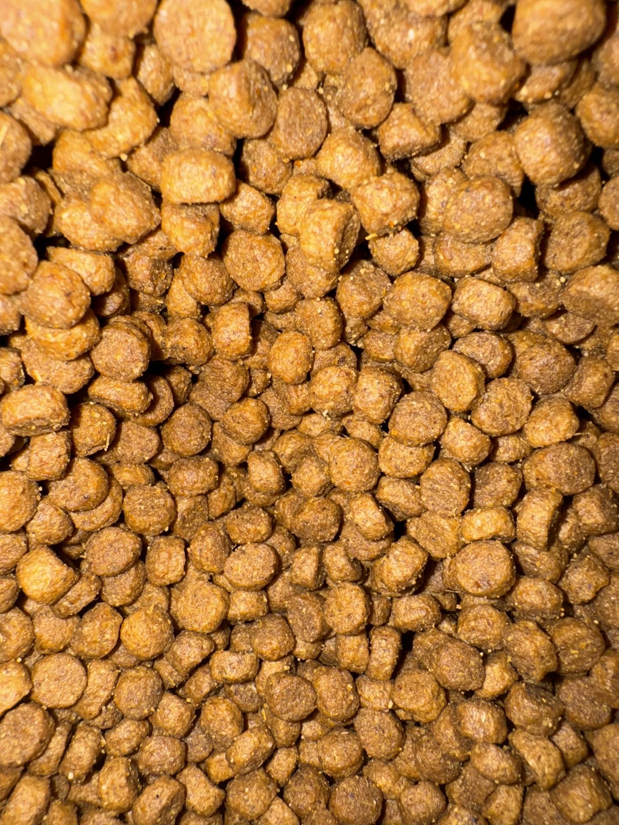 Fromm Puppy Gold Premium Dry Dog Food - Dry Puppy Food for Medium & Small Breeds - Chicken Recipe - 5 lb customer photo 1