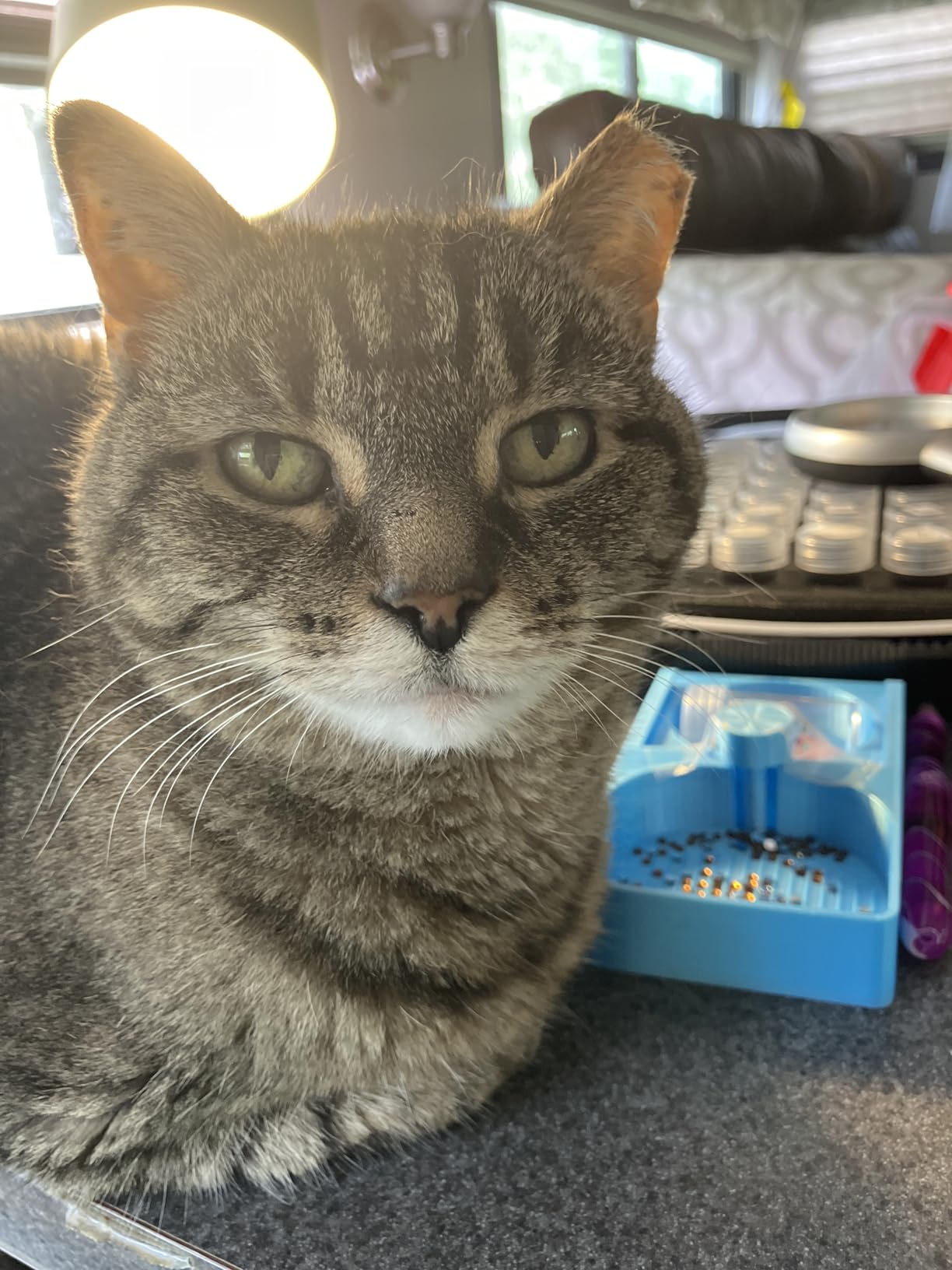 Purina Fancy Feast Gravy Lovers Poultry and Beef Grilled Gourmet Wet Cat Food Variety Pack - (Pack of 24) 3 oz. Cans customer photo 2