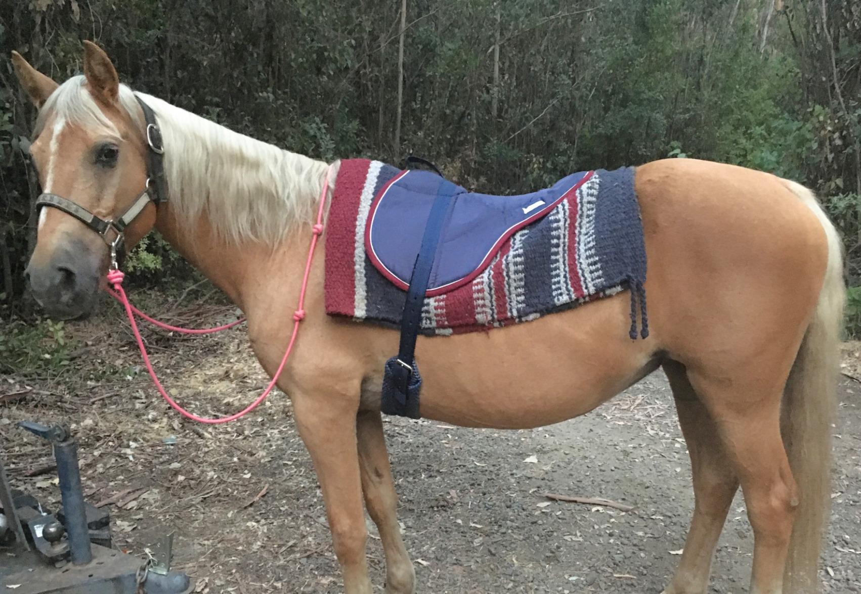 Best Friend Eastern Style Bareback Saddle Pad customer photo 2