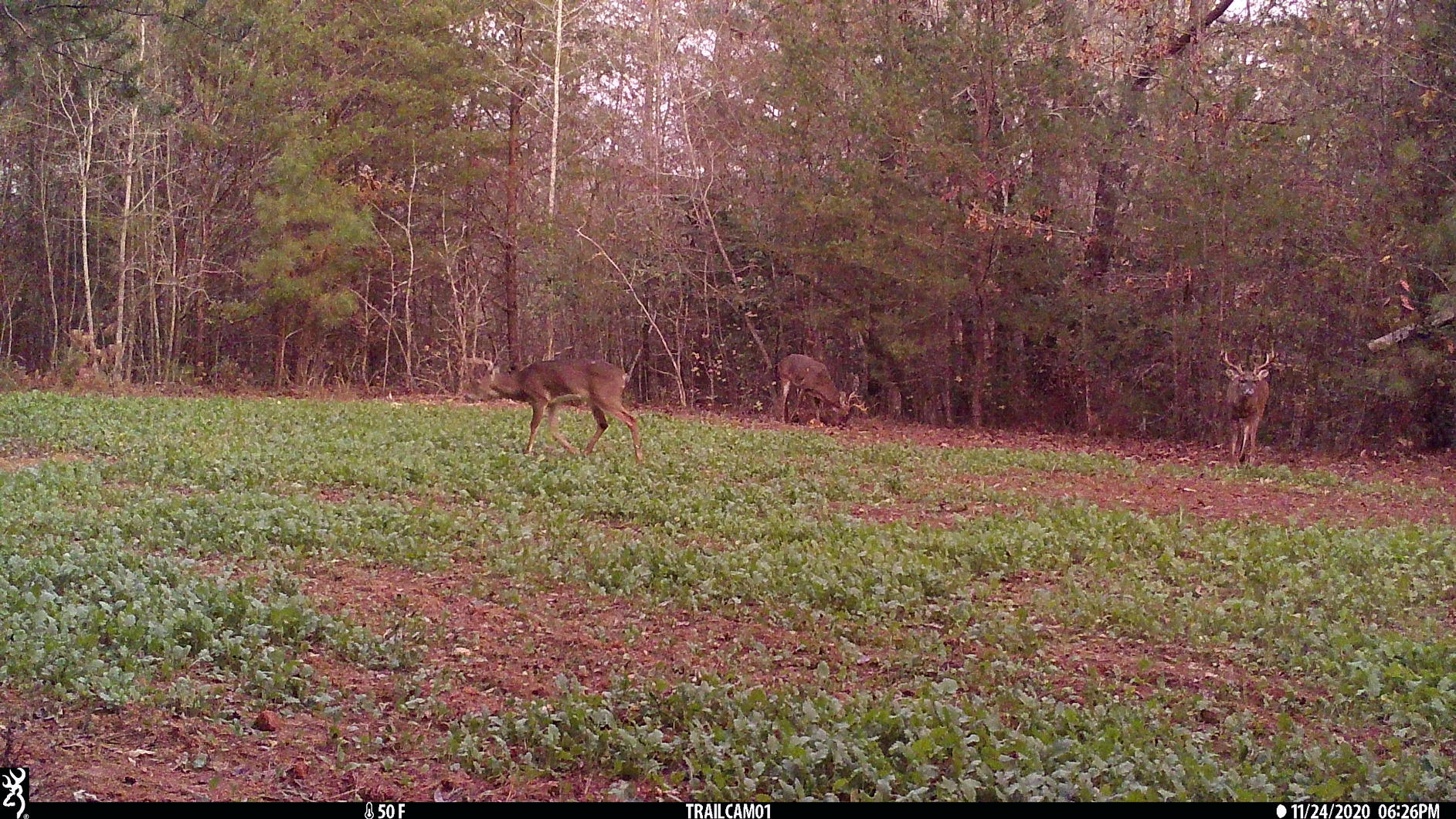 Whitetail Institute Tall Tine Tubers Deer Food Plot Seed - Turnips Provide Two Food Sources to Attract and Hold Deer Throughout Fall and Winter customer photo 1