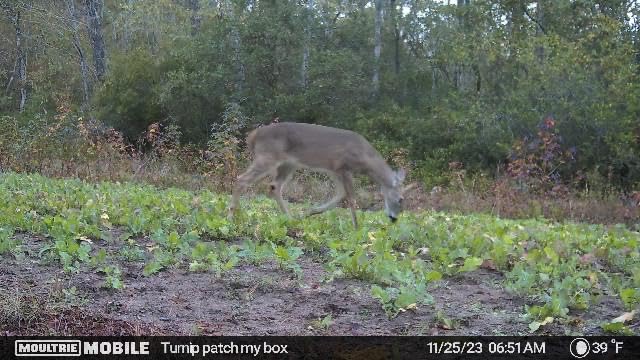 Whitetail Institute Tall Tine Tubers Deer Food Plot Seed - Turnips Provide Two Food Sources to Attract and Hold Deer Throughout Fall and Winter customer photo 2