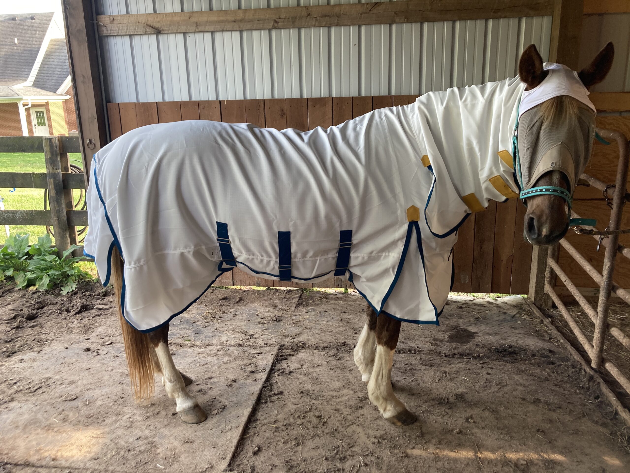 Shires Highlander Plus Sweet Itch Combo - Midge-Proof 600D customer photo 1