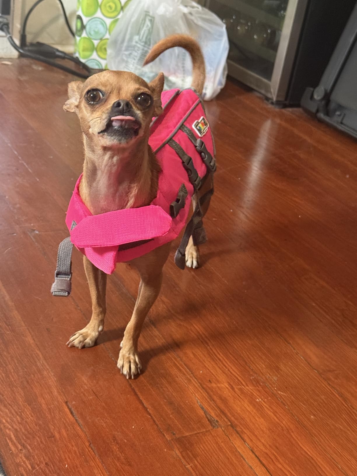 Outward Hound Granby Splash Orange Dog Life Jacket, Large customer photo 1