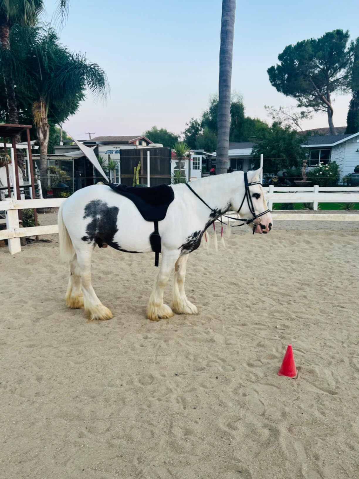 Intrepid International Comfort Plus Western Bareback Saddle, Anti-Slip Horse Saddle Pad, Bareback Pad w/Girth, Trail & Leisurely Riding, Horse Saddle Pads customer photo 3