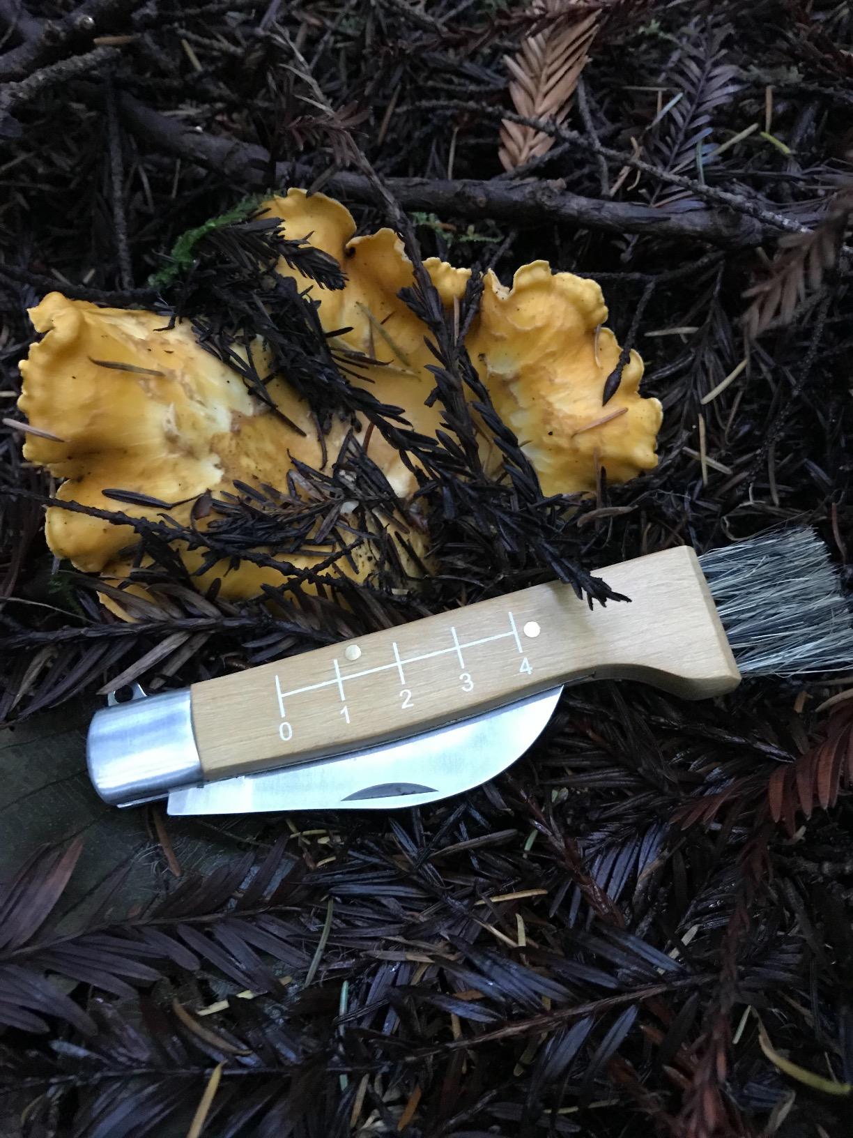 Rough Ryder Mushroom Hunters Knife, one Size (RR1400) customer photo 2