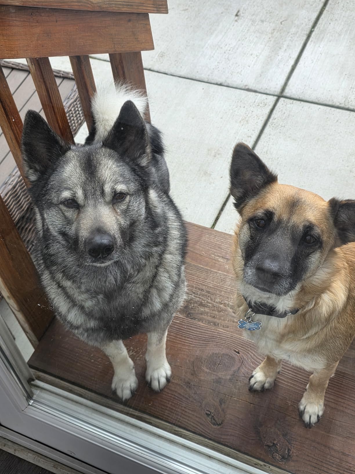 Purina ONE True Instinct With A Blend Of Real Turkey and Venison Dry Dog Food - 7.4 lb. Bag customer photo 1