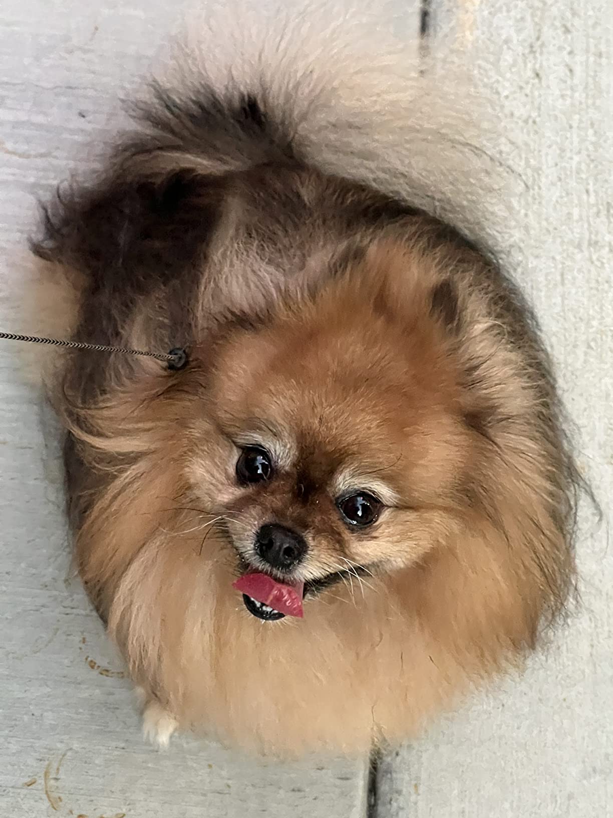 Freshpet Fresh Dog Food, Freshly Roasted Meals, Tender Chicken Recipe, 5.5 lb customer photo 1