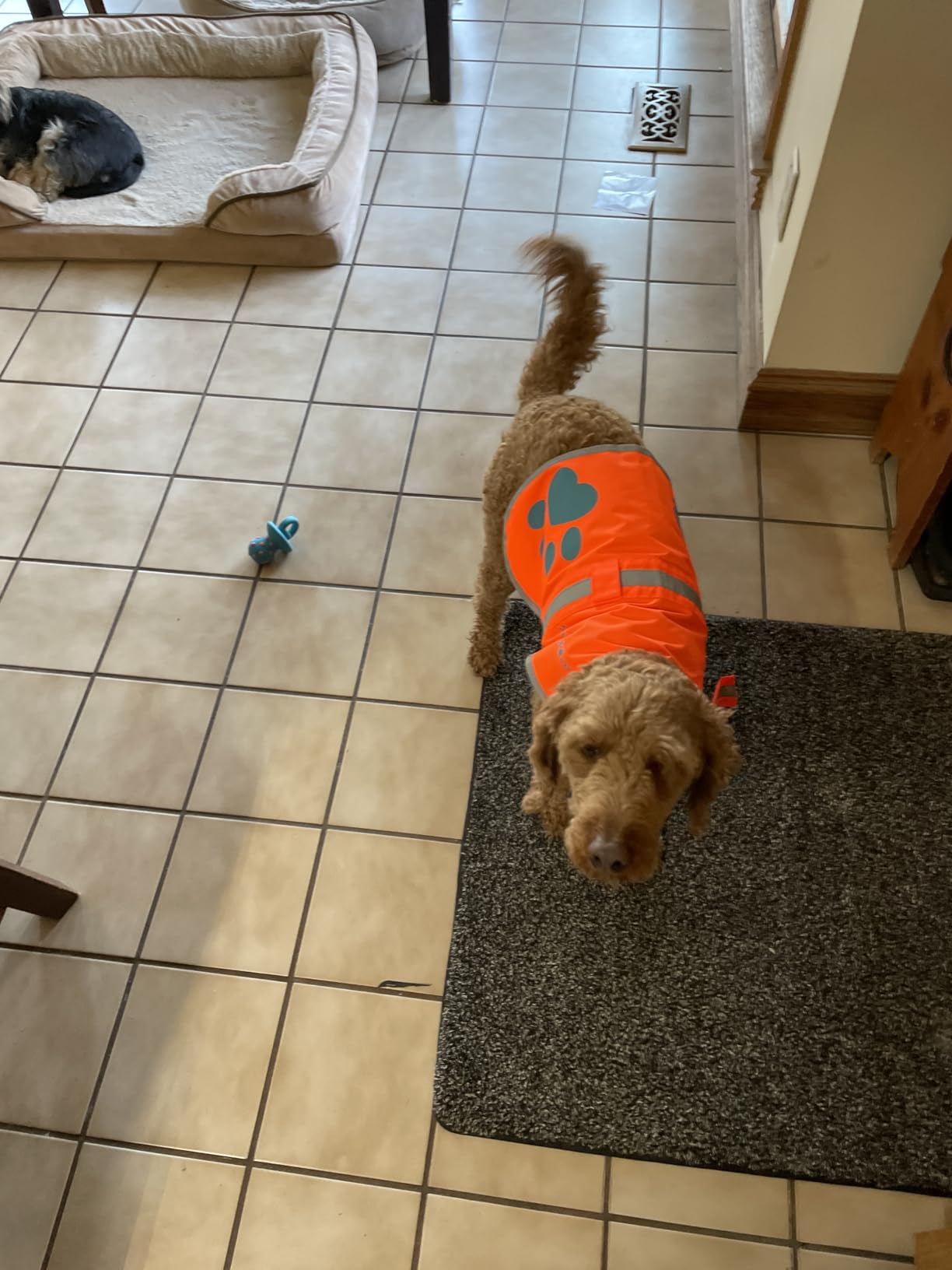 SafetyPUP XD Reflective Dog Vest. Hi-Visibility, Fluorescent Blaze Orange Dog Vest Helps Protect Your Best Friend. Safeguard Your PUP from Motorists & Hunting Accidents, On or Off Leash (Large) customer photo 1