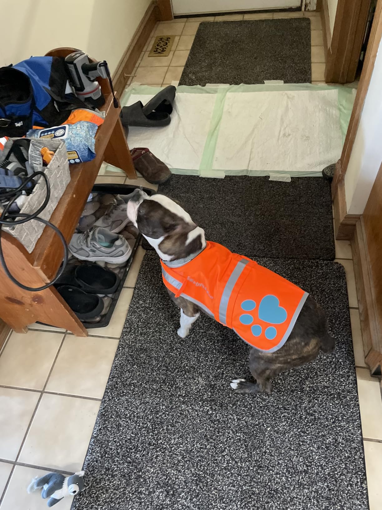 SafetyPUP XD Reflective Dog Vest. Hi-Visibility, Fluorescent Blaze Orange Dog Vest Helps Protect Your Best Friend. Safeguard Your PUP from Motorists & Hunting Accidents, On or Off Leash (Large) customer photo 2