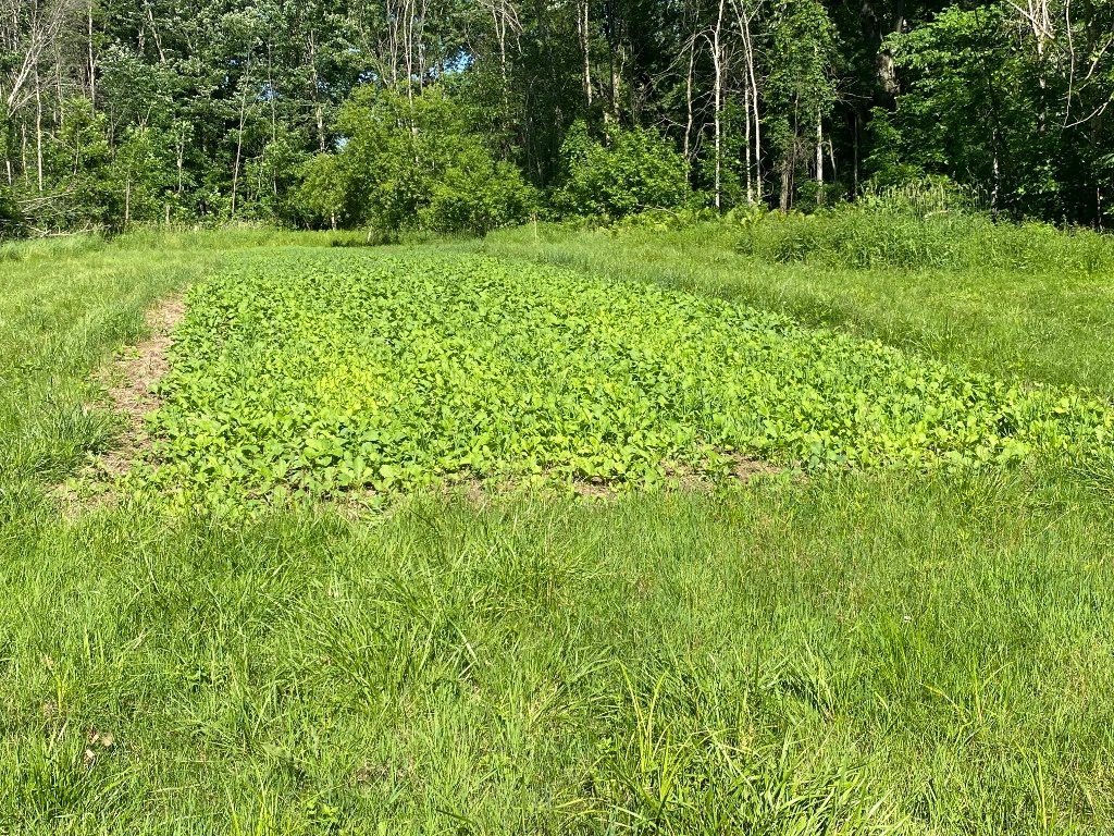 Evolved Harvest 7 Card Stud Adaptive Food Plot Seed - Full Season High-Protein & Minerals Forage for Deer customer photo 2