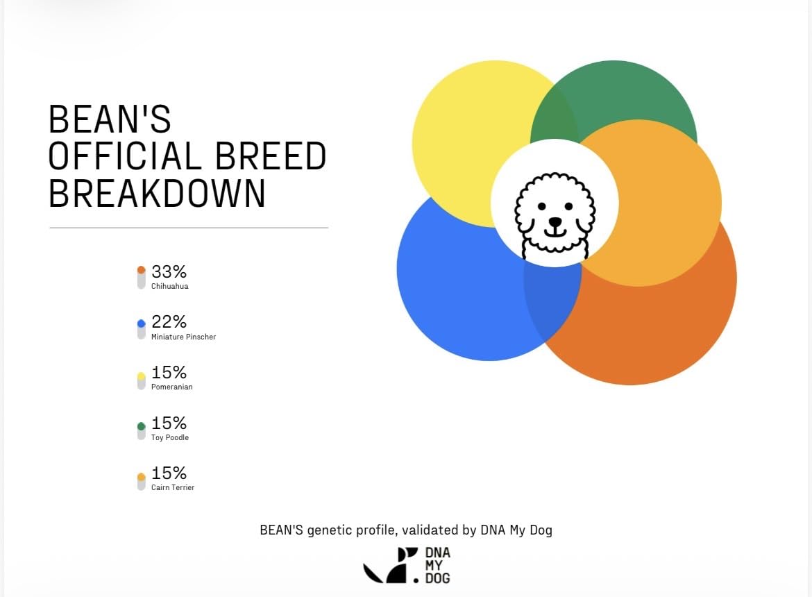 DNA MY DOG - Trusted & Affordable Breed Identification Test | 350+ Breeds Identified w/ 99%+ Accuracy | Complete Breed Analysis, Personality and Behavior Insights | Easy Cheek Swab, Results in 2-3 Weeks customer photo 1