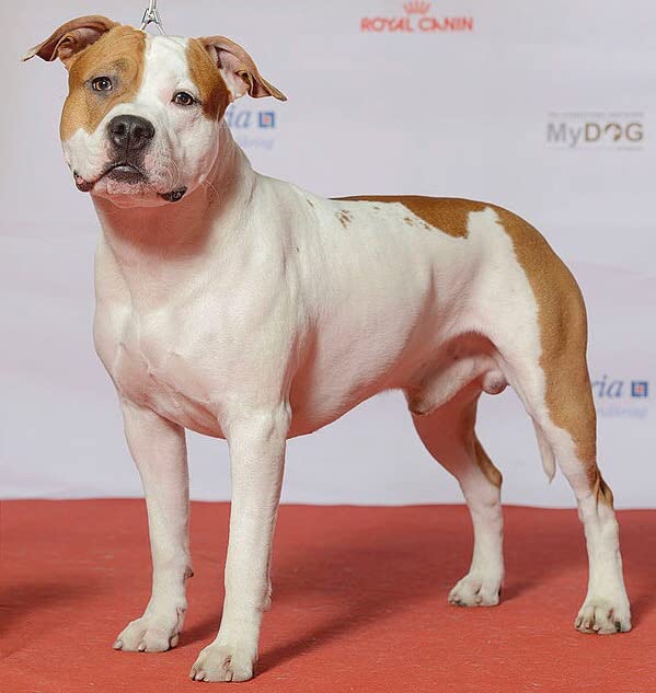 DNA MY DOG - Trusted & Affordable Breed Identification Test | 350+ Breeds Identified w/ 99%+ Accuracy | Complete Breed Analysis, Personality and Behavior Insights | Easy Cheek Swab, Results in 2-3 Weeks customer photo 2