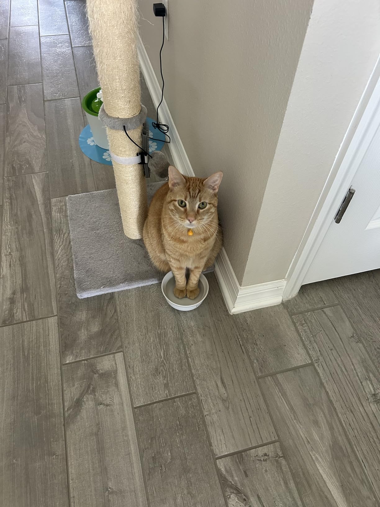 IAMS Proactive Health Dry Cat Food, Indoor Weight and Hairball Care Cat Food Dry Recipe, with Real Chicken in Every Bite, 7 lb. Bag customer photo 1
