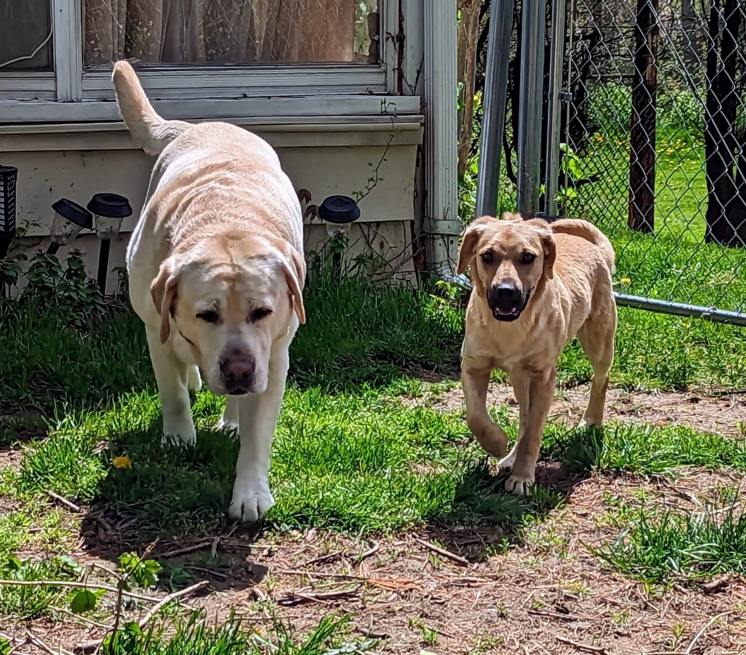 Embark Breed & Health Dog DNA Test - 400+ Breeds, 270+ Health Conditions, Allergy Risk Score, Relatives, and More customer photo 2