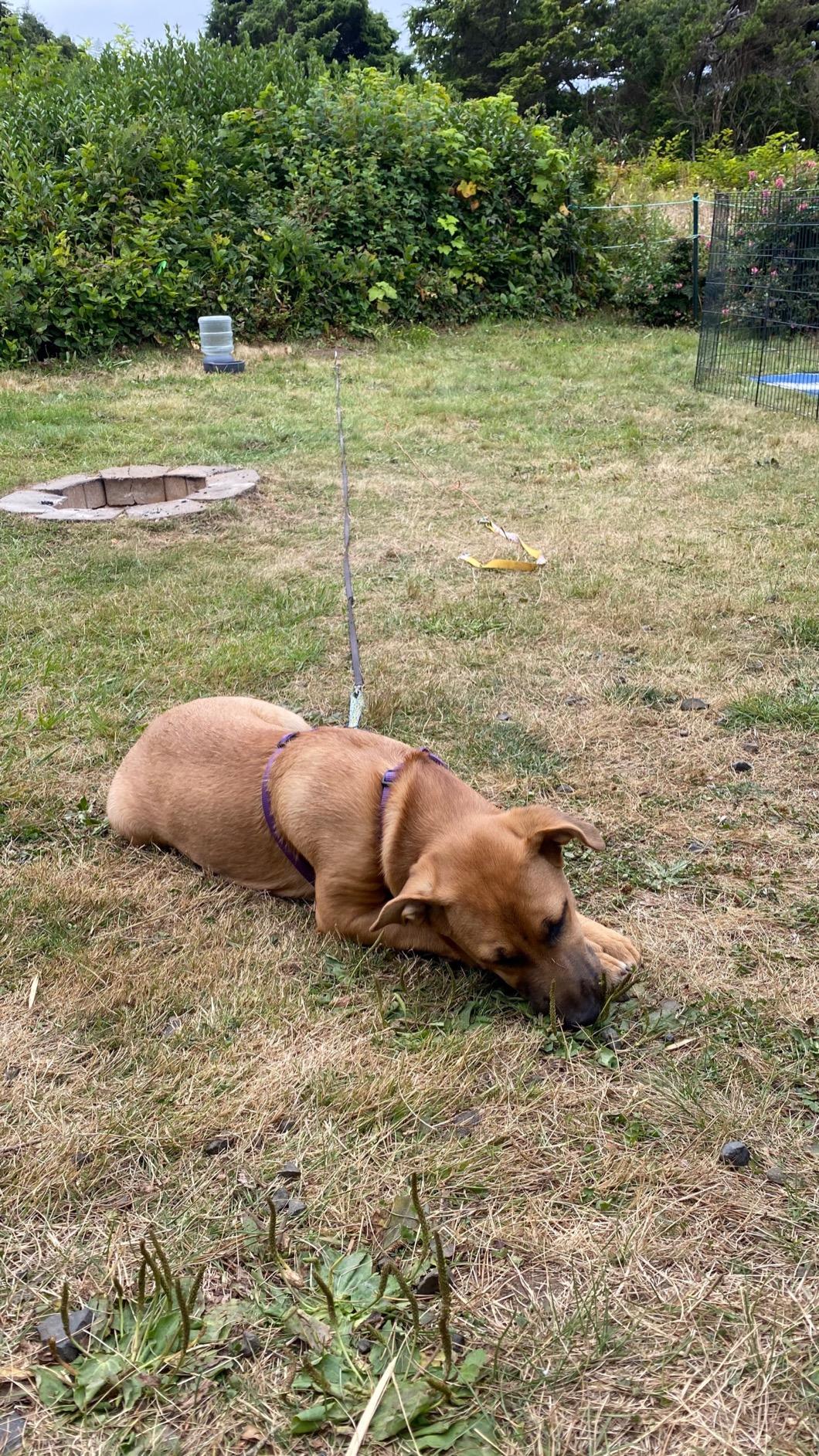 Katzco Dog Tie-Out Stake - Heavy Duty 16