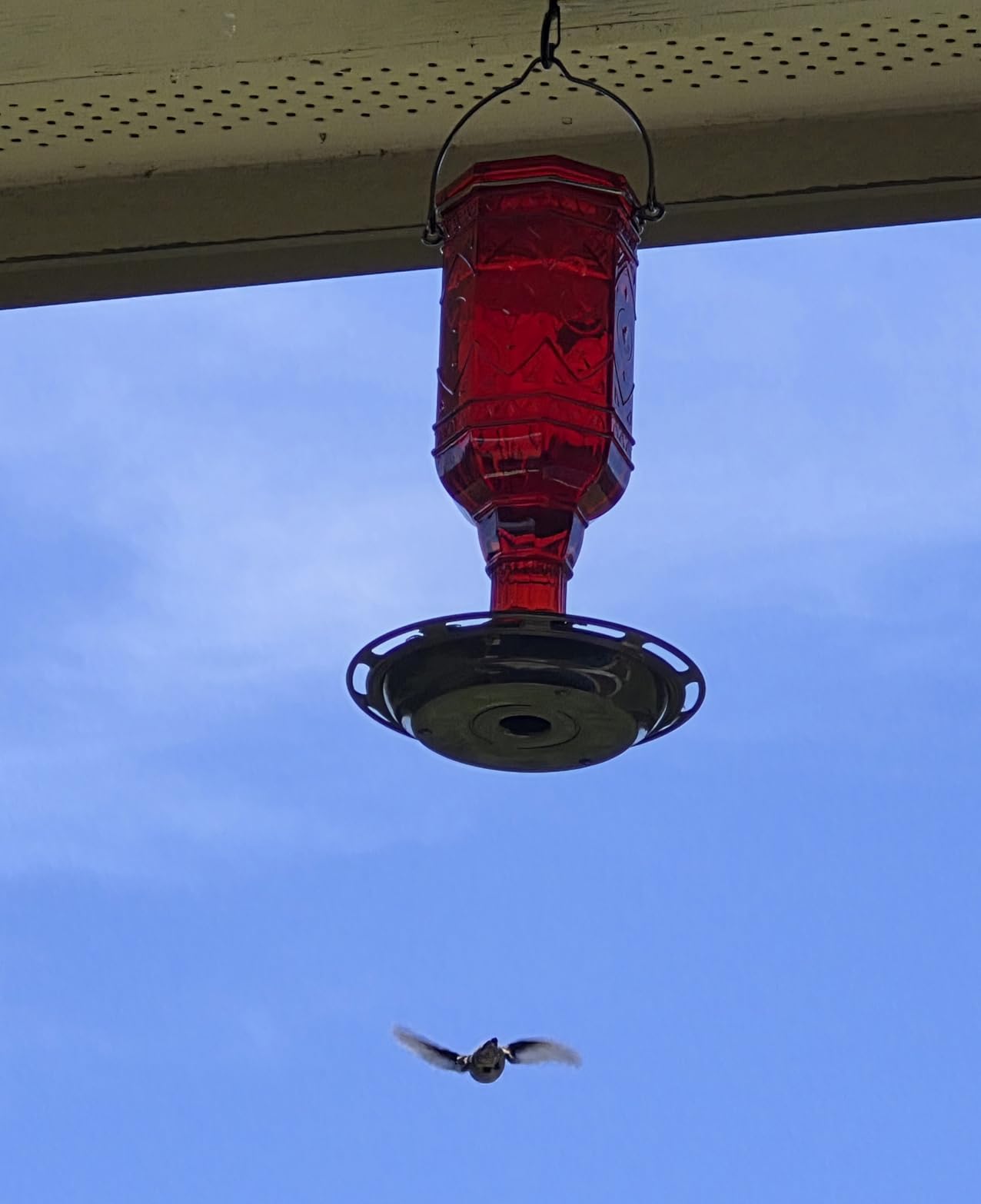 More Birds Red Jewel Hummingbird Feeder, Glass Bottle, 5 Feeding Ports and 20-Ounce Nectar Capacity (76IN) customer photo 1