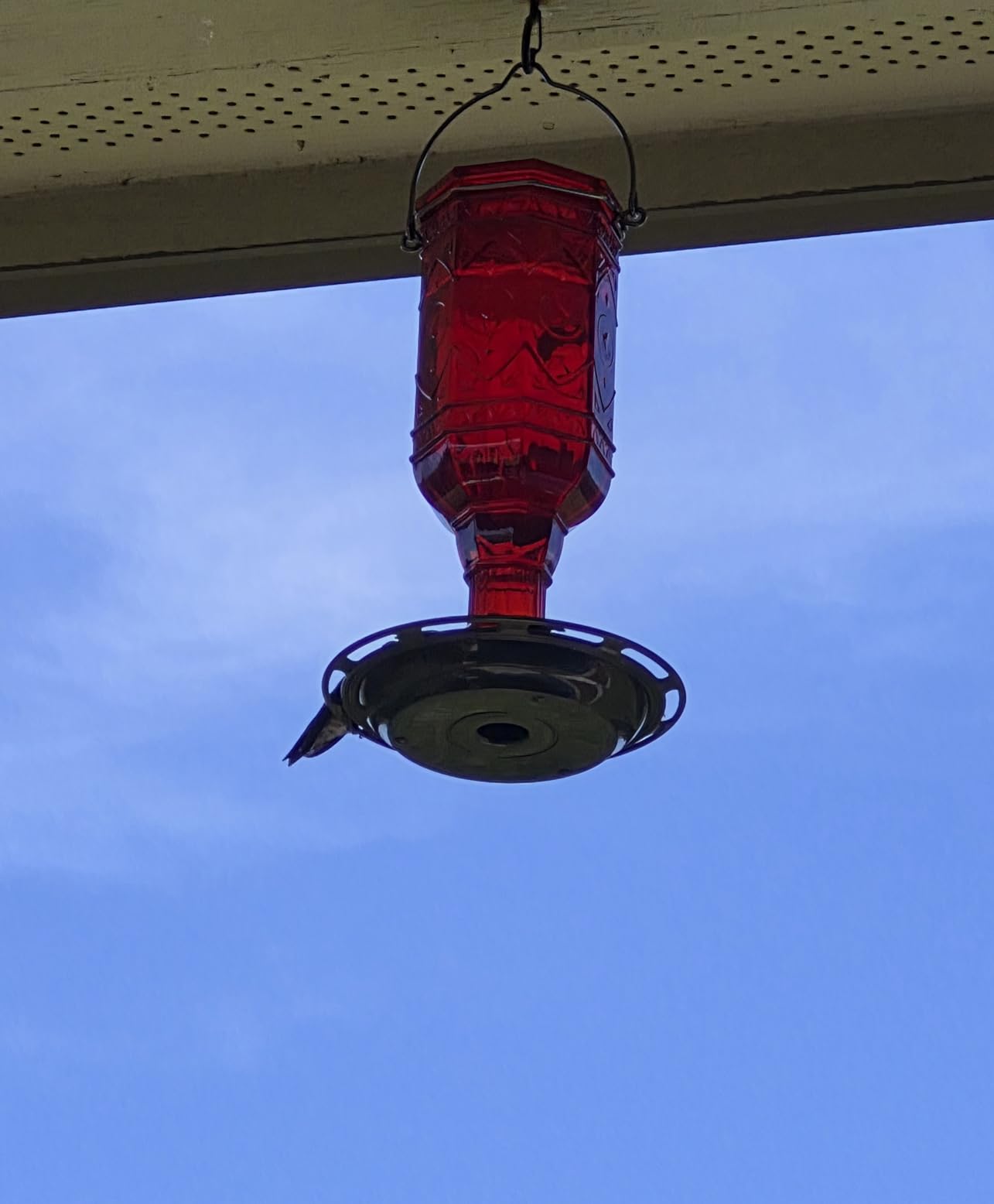 More Birds Red Jewel Hummingbird Feeder, Glass Bottle, 5 Feeding Ports and 20-Ounce Nectar Capacity (76IN) customer photo 2