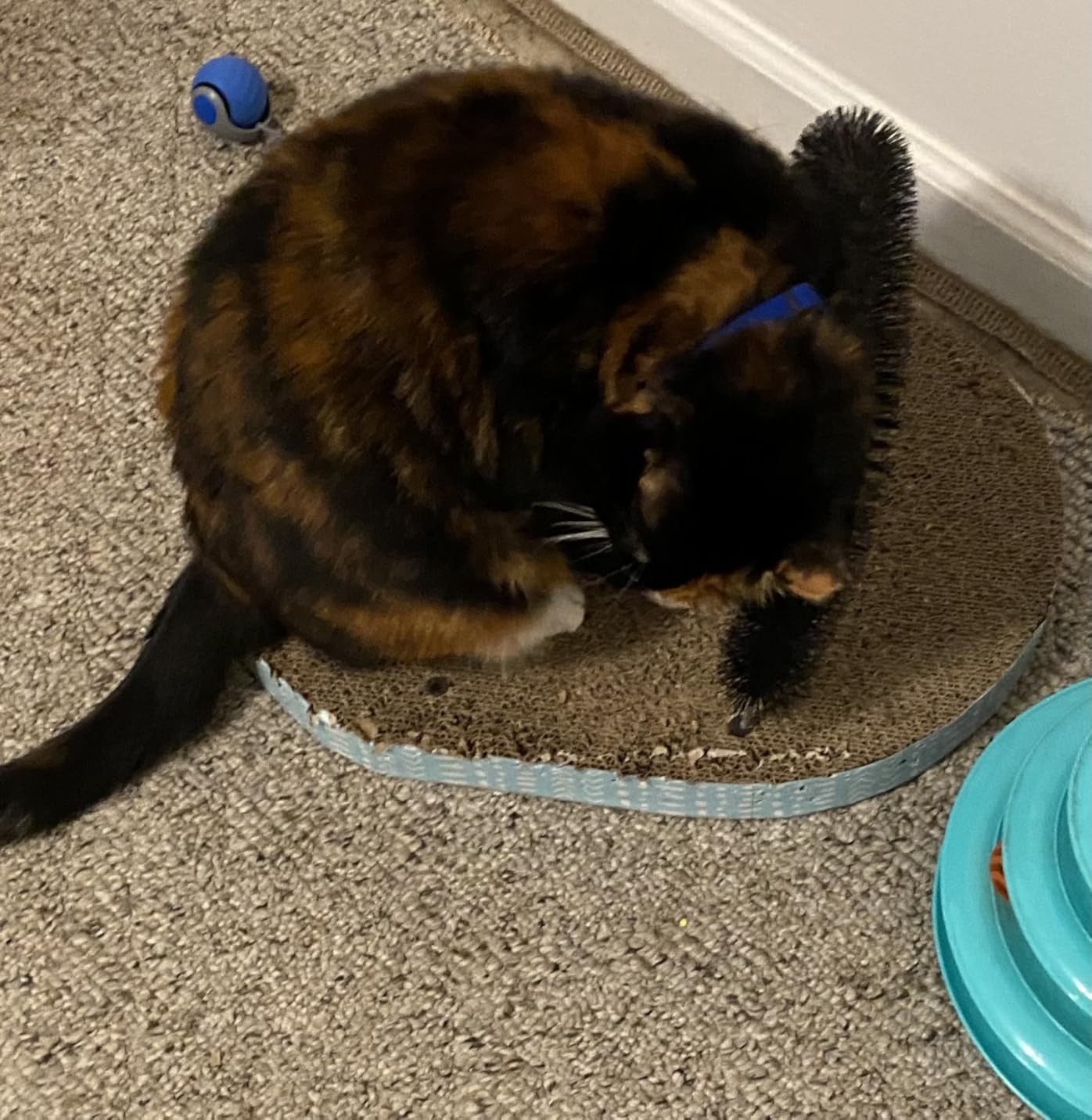 Catstages Scratch & Groom Cat Scratcher with Removable Curved Brush for Self-Grooming Station, Orange customer photo 1