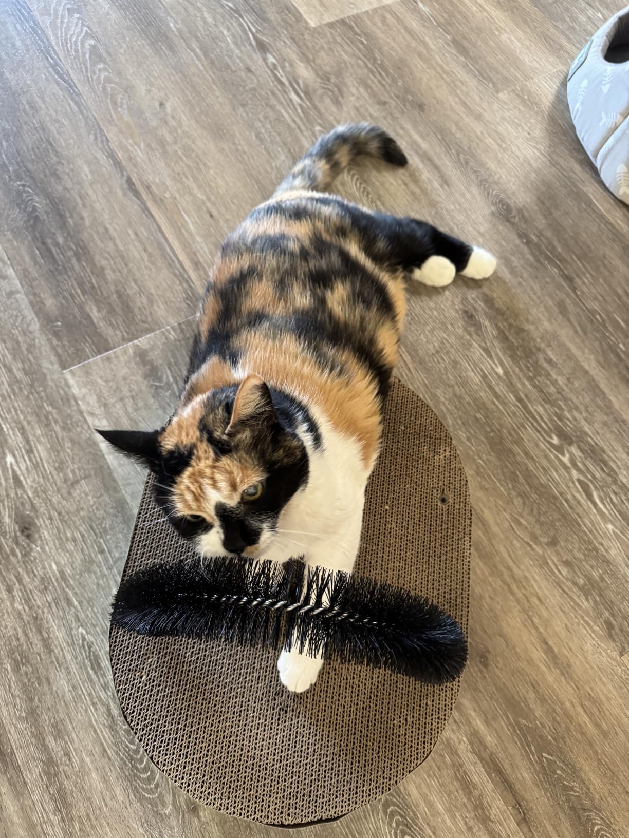Catstages Scratch & Groom Cat Scratcher with Removable Curved Brush for Self-Grooming Station, Orange customer photo 2