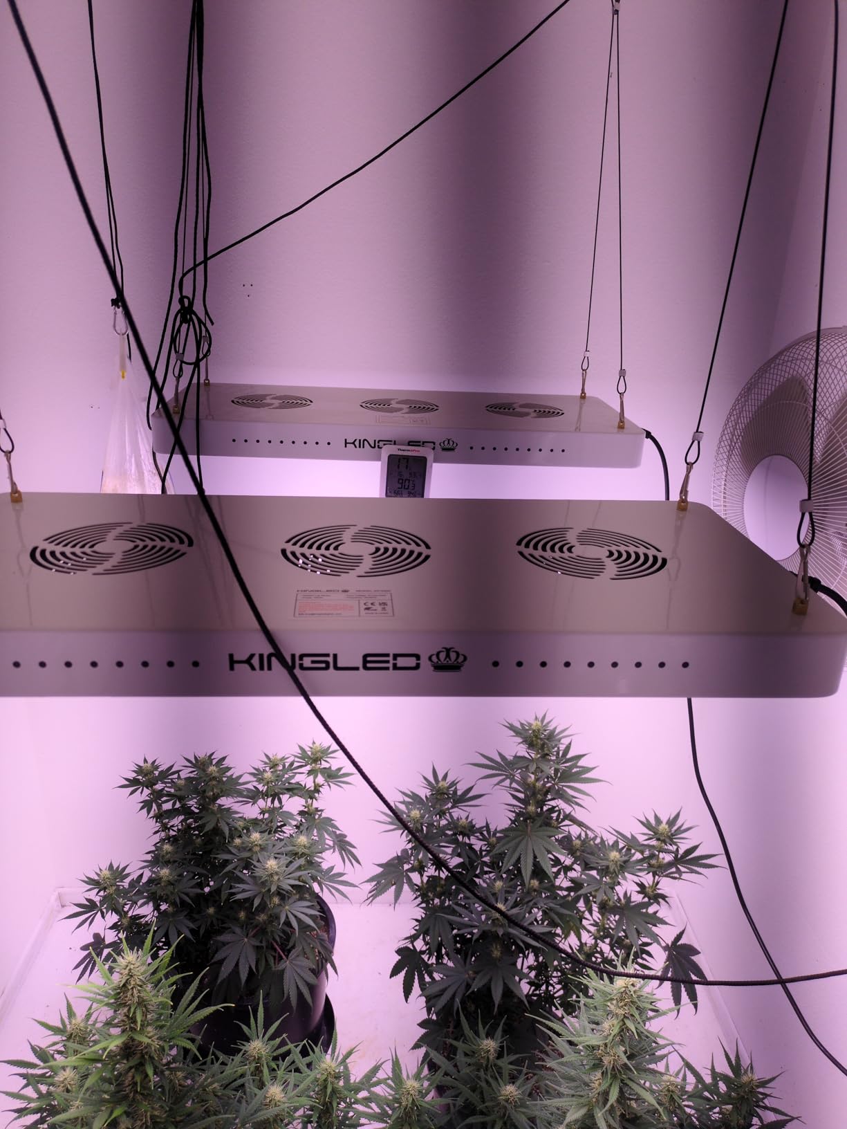 KingLED KP2000 LED Grow Light for Indoor Plants, Full Spectrum Plant Light with Veg & Bloom Mode, 200W Hanging Growing Lamp for Seed Starting Seedlings Vegetable Hydroponic Greenhouse, 3x3 Grow Tent customer photo 1