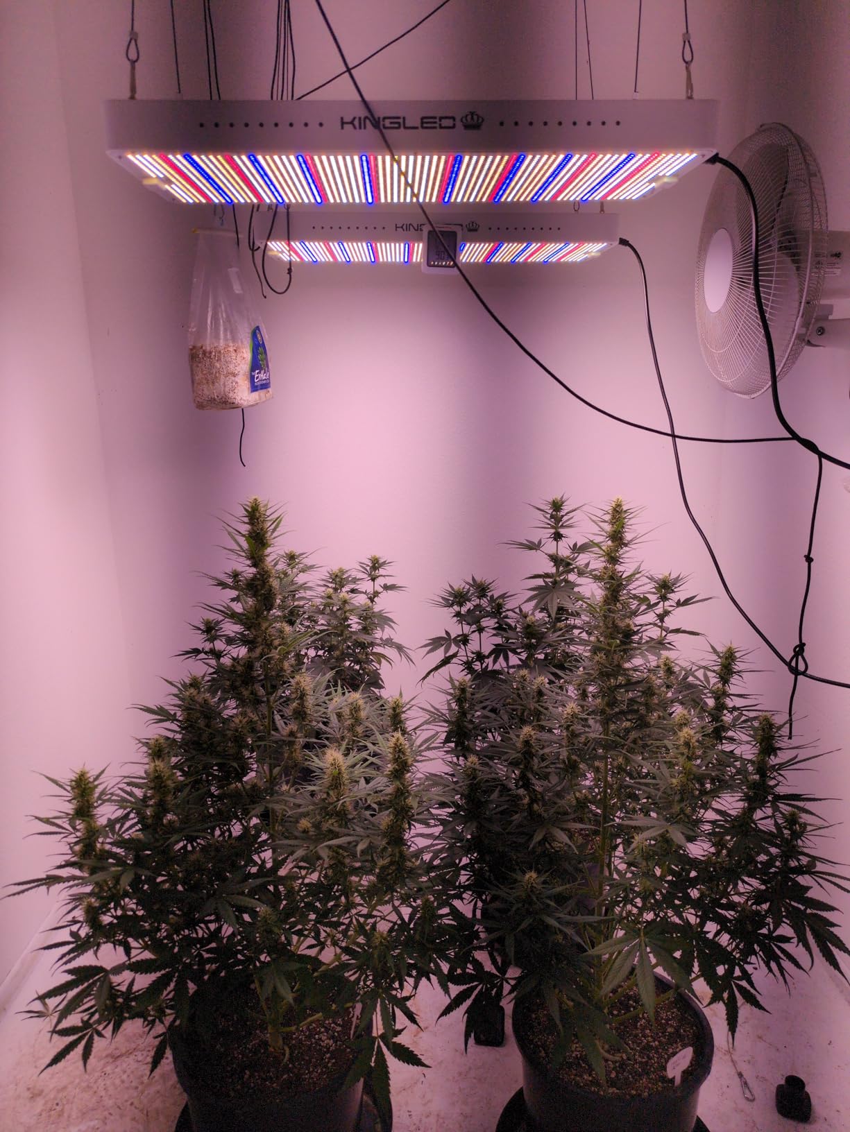 KingLED KP2000 LED Grow Light for Indoor Plants, Full Spectrum Plant Light with Veg & Bloom Mode, 200W Hanging Growing Lamp for Seed Starting Seedlings Vegetable Hydroponic Greenhouse, 3x3 Grow Tent customer photo 2