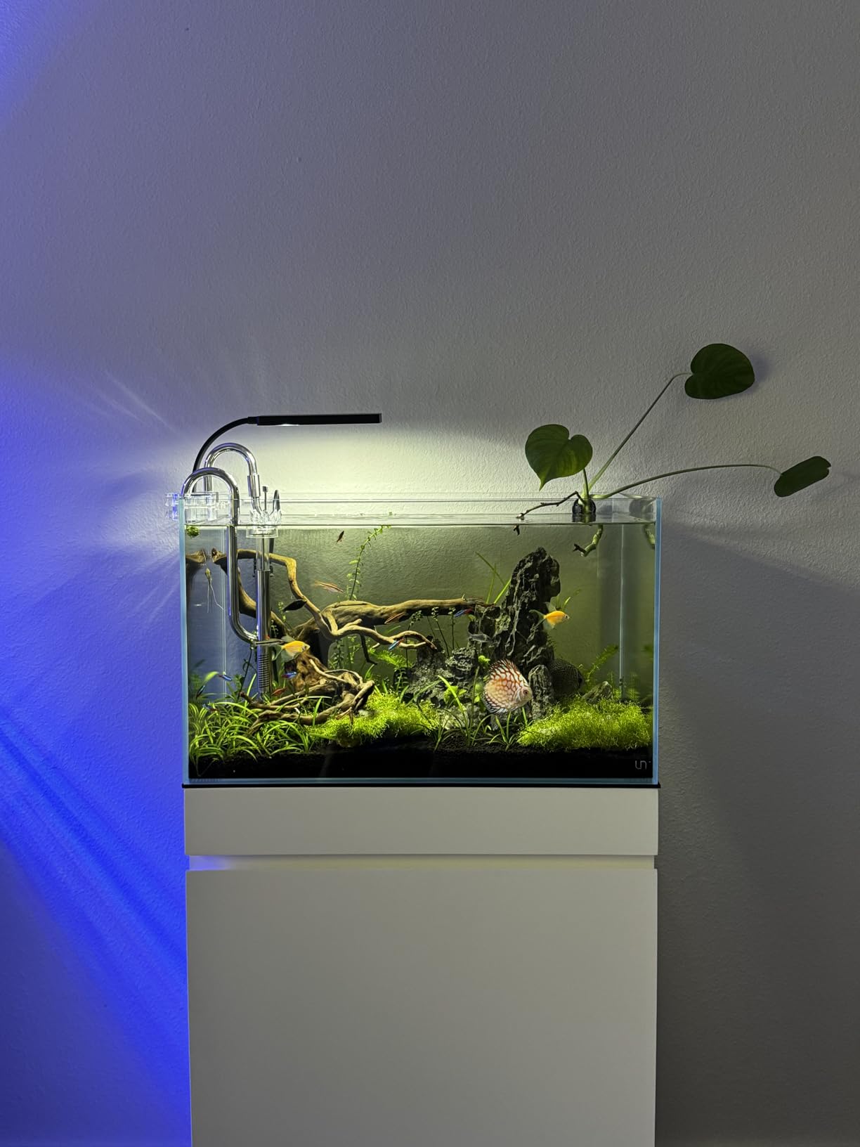 UNS Ultra Clear Rimless Tank - 20.5GAL | 77.7L - 23.62x14.17x14.17 | 60x36x36 CM, 6mm Glass Thickness, Leveling Mat Included - Low Iron, High Clarity Fish Tank w/ 45 Degree Mitered Edge customer photo 1