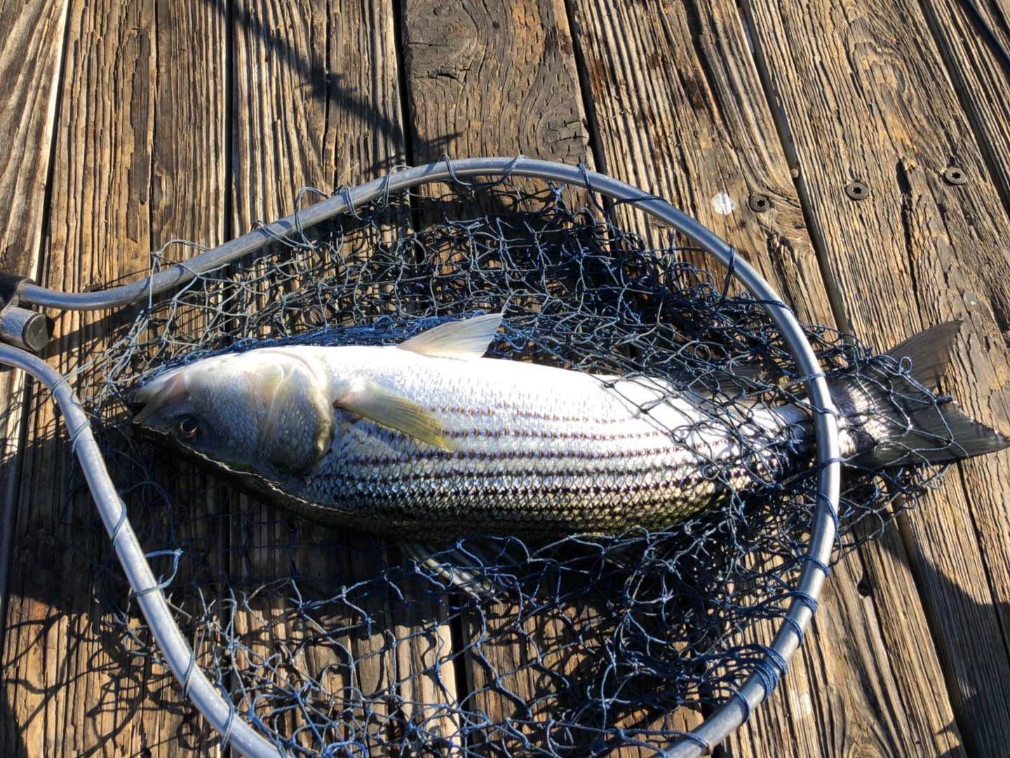 Lucky Smart Fish Finder - Portable Fish Finder, Wi-Fi Fishing Finder for Recreational Fishing from Dock, Shore or Bank customer photo 2
