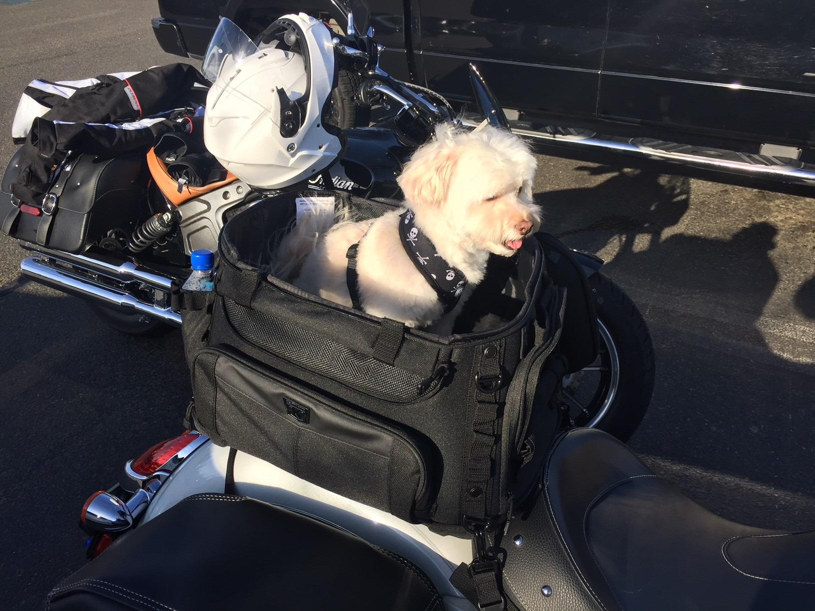 Kuryakyn 5288 Grand Pet Palace: Portable Weather Resistant Motorcycle Dog/Cat Carrier Crate customer photo 1