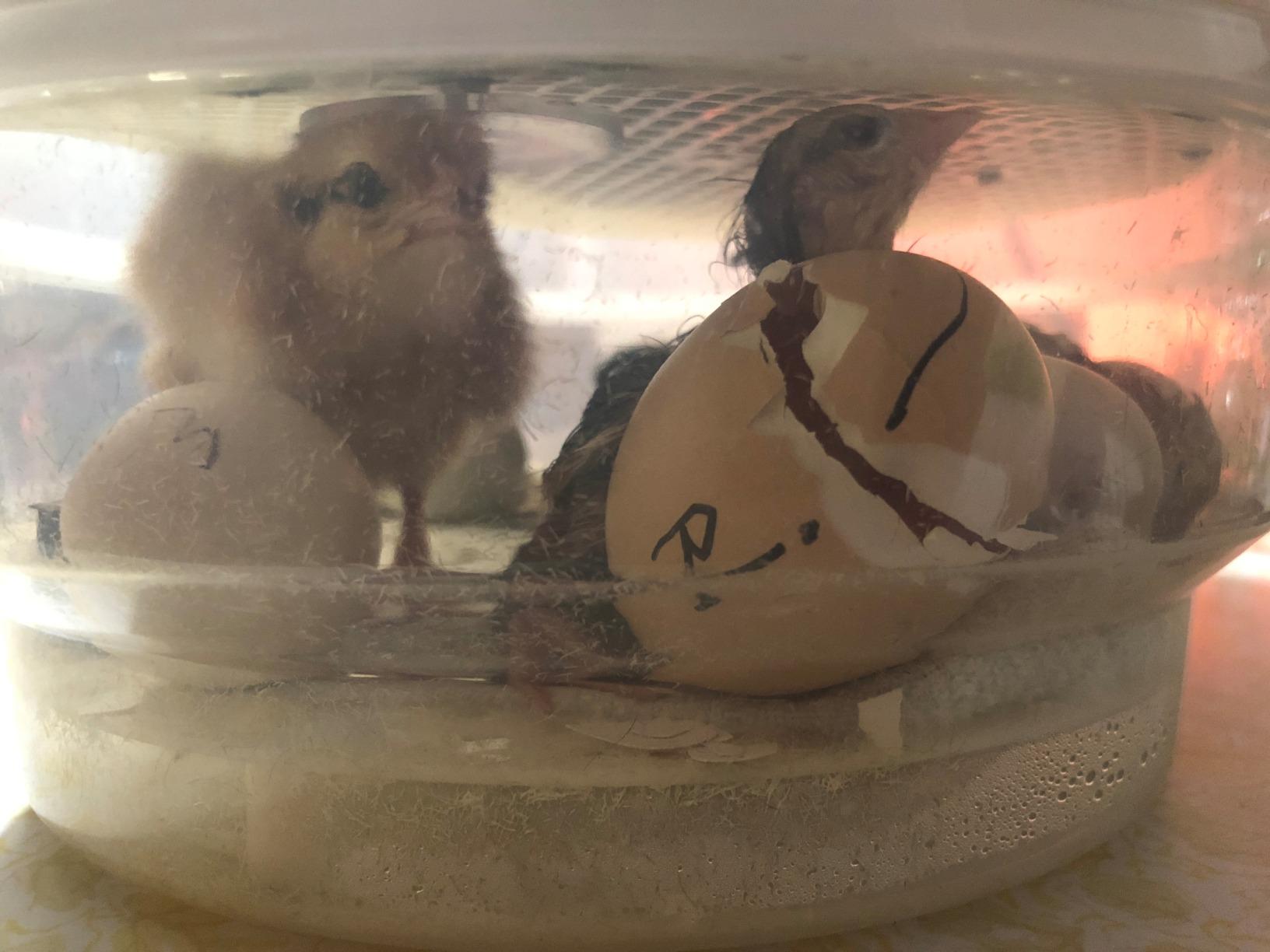 HBlife Digital Egg Incubator for Hatching 9-12 Chicken, Quail and Duck Eggs, with Fully Automatic Egg Turning and Temperature Display, Hatcher for Turkeys, Birds, Parrots and Poultry customer photo 1