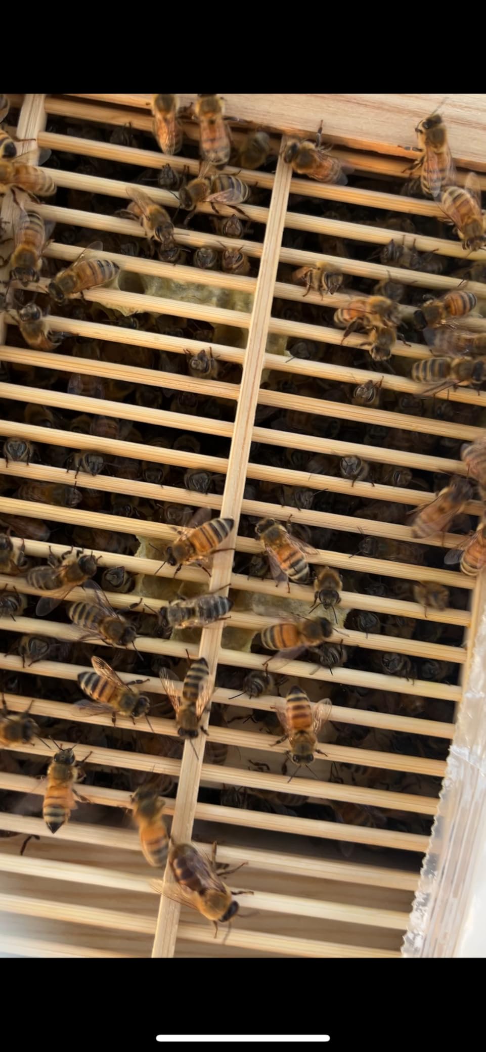 Bee Hive, Beehive with 7pcs Auto Super Frames, Bee House with 1pcs Super Boxes, 1pcs Brood Boxes(No Brood Frames), Bee Hives Starter Beekeeping Kits customer photo 2