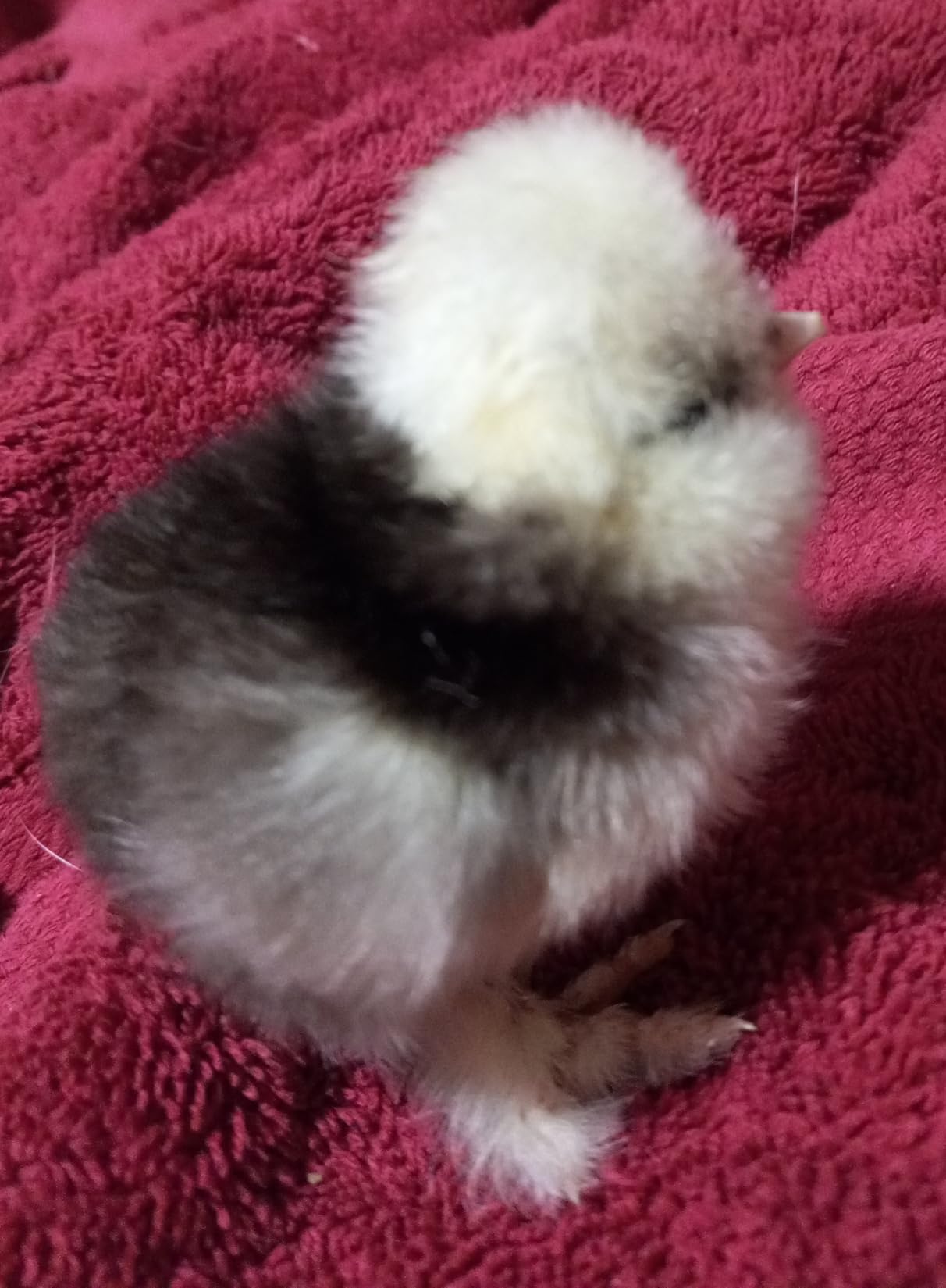 Harris Farms Nurture Right Egg Incubator for Hatching Chicks, Holds 12-22 Eggs, Automatic Turner with Temperature and Humidity Control, 360 Degree View with Clear Window customer photo 2