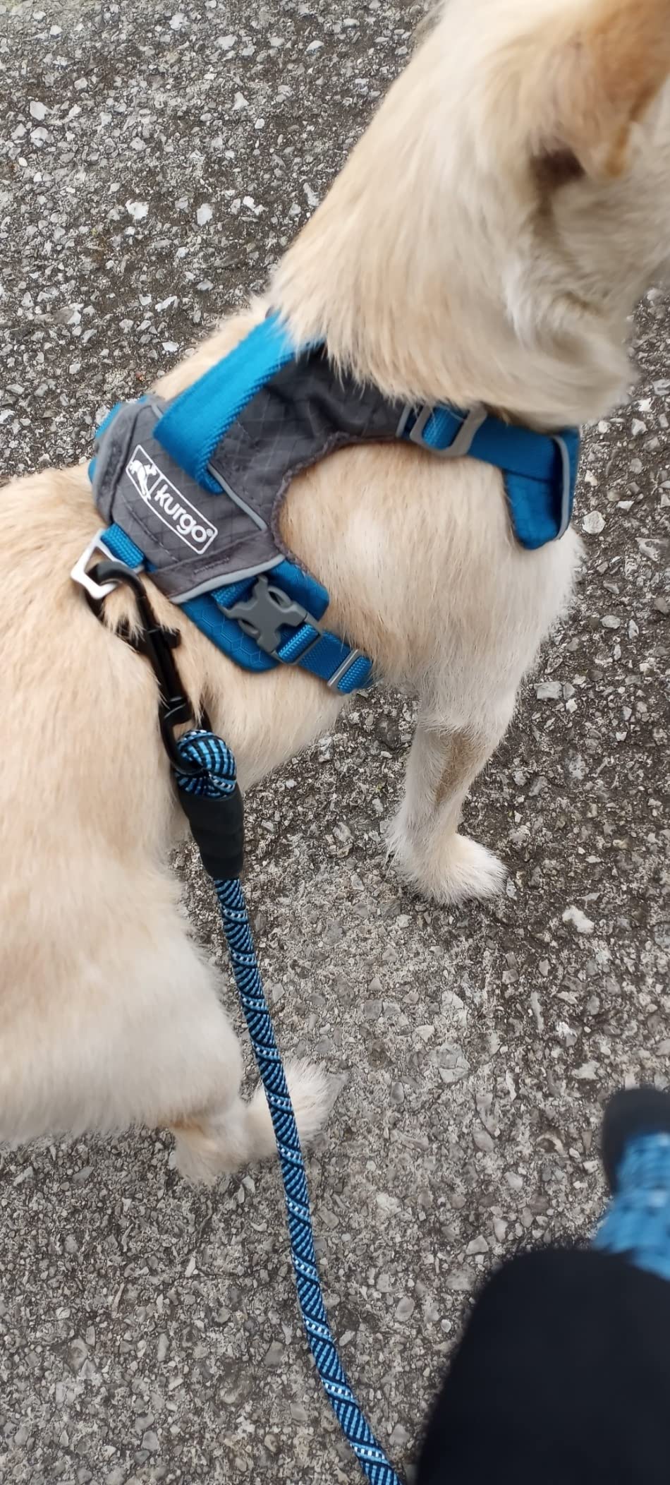 Kurgo Journey Air Dog Harness - Secure Fit for Active Dogs, Padded Chest, Lightweight Ripstop Fabric, Breathable Mesh, Reflective Trim customer photo 2