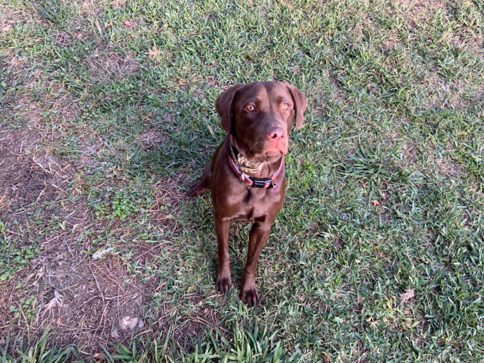 SportDOG WetlandHunter 425X Remote Trainer - Waterproof DryTek Technology - Camouflage - 500-Yard Range customer photo 2
