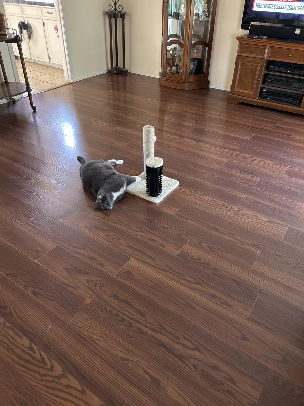Amazon Basics Cat Scratching Post with Self Groomer for Indoor Cats & Kittens, Small (16.5