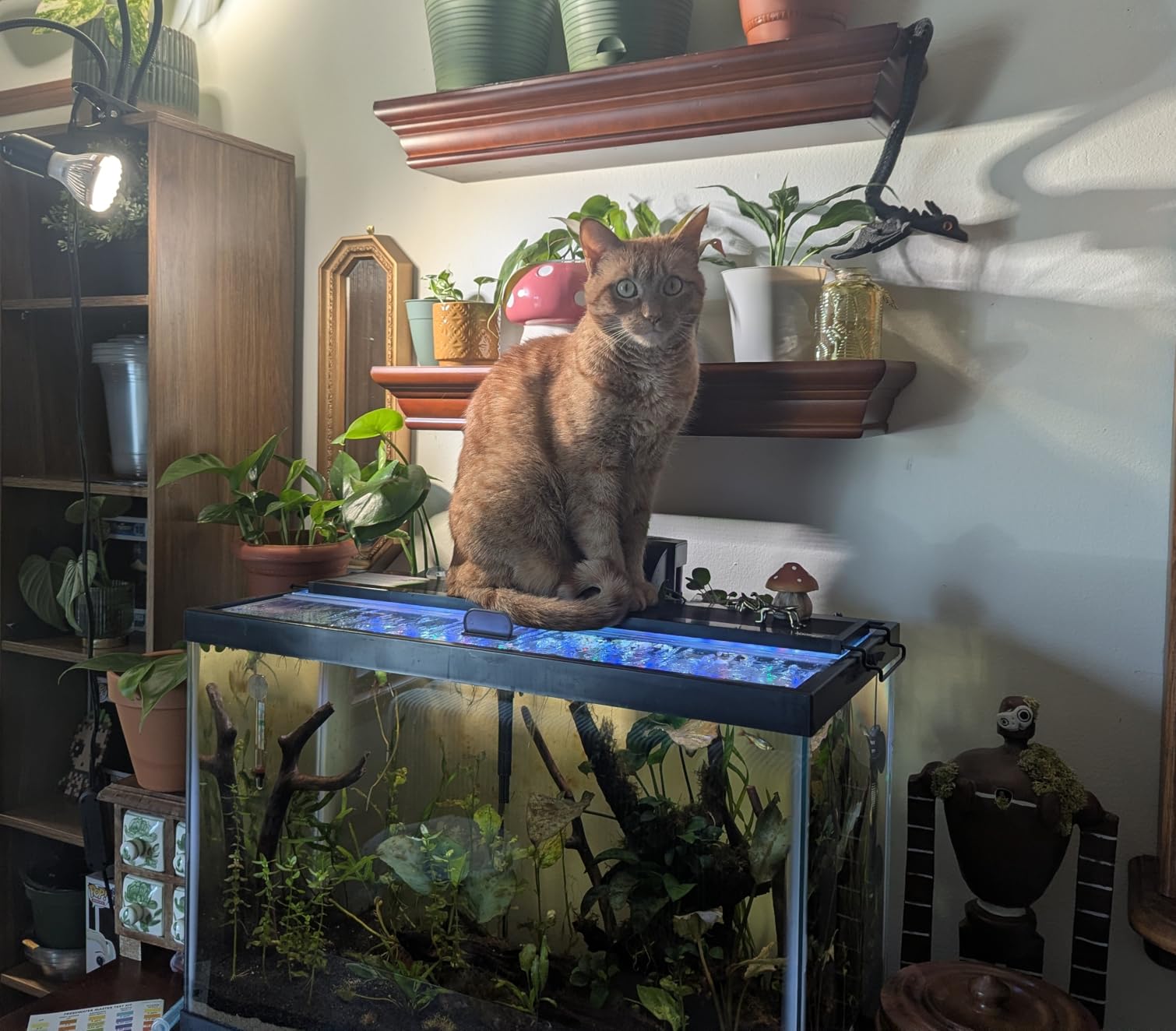 H2Pro 24 inch Glass Canopy for 15/20/55-Gallon Aquarium Fish Tank (23.07 x 11.69 x 0.16in) customer photo 2