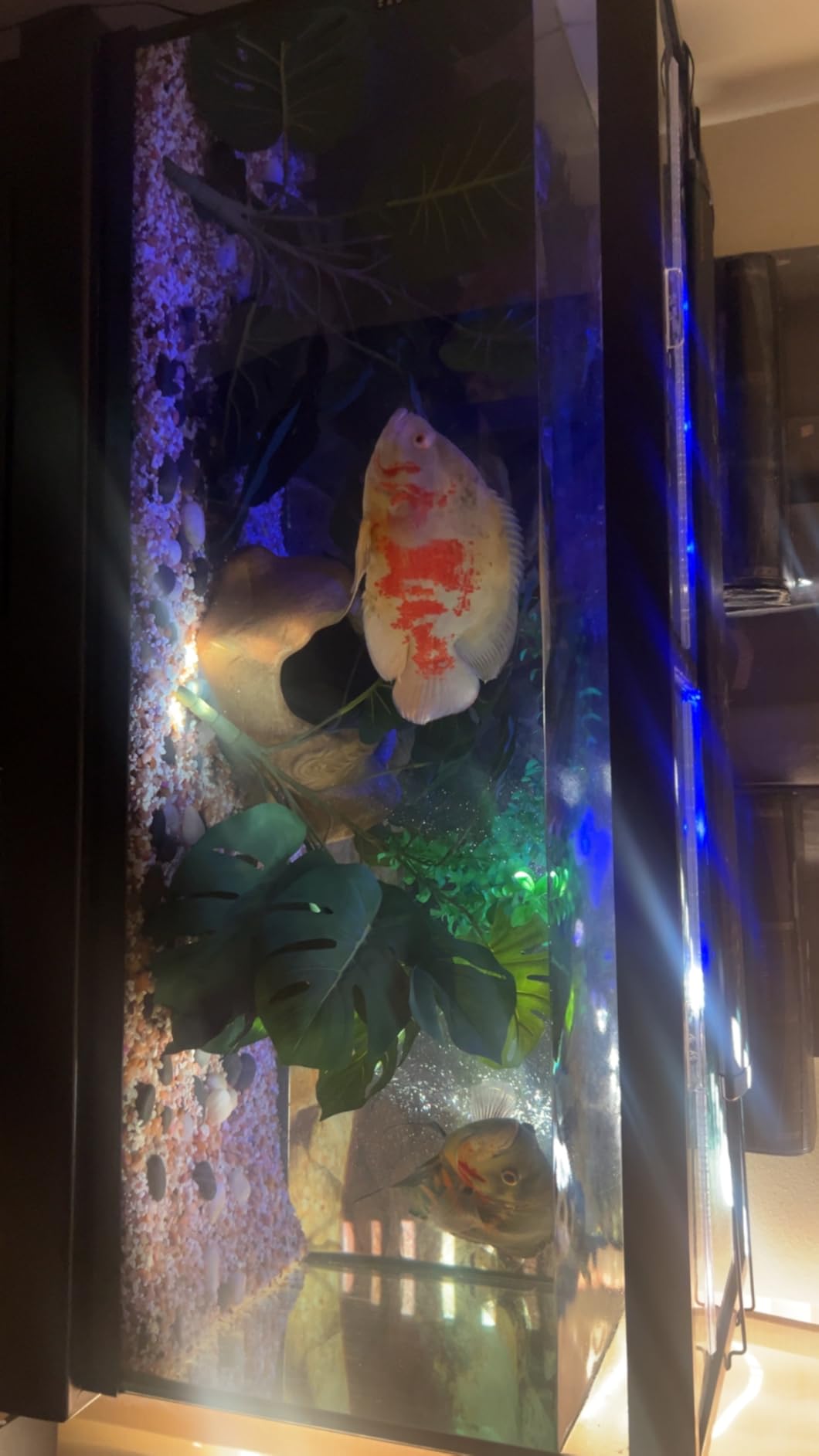 Glass Canopy Two Piece Set for Aquariums with Center Braces, 48 inch L x 13 inch W (Fits 55 Gallon) customer photo 1