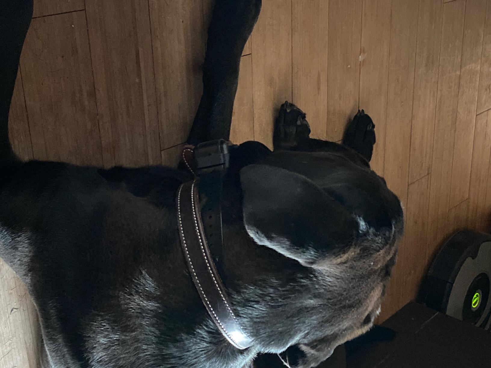 My Pet Command 1.25 Mile (6600Ft) Long Range Dog Training Collar Safe Shock with Remote Shock,Vibrate,Tone Flashing Beacon Lights Waterproof Rechargeable Hunting add Up to 3 Collars 1 Collar Kit customer photo 1