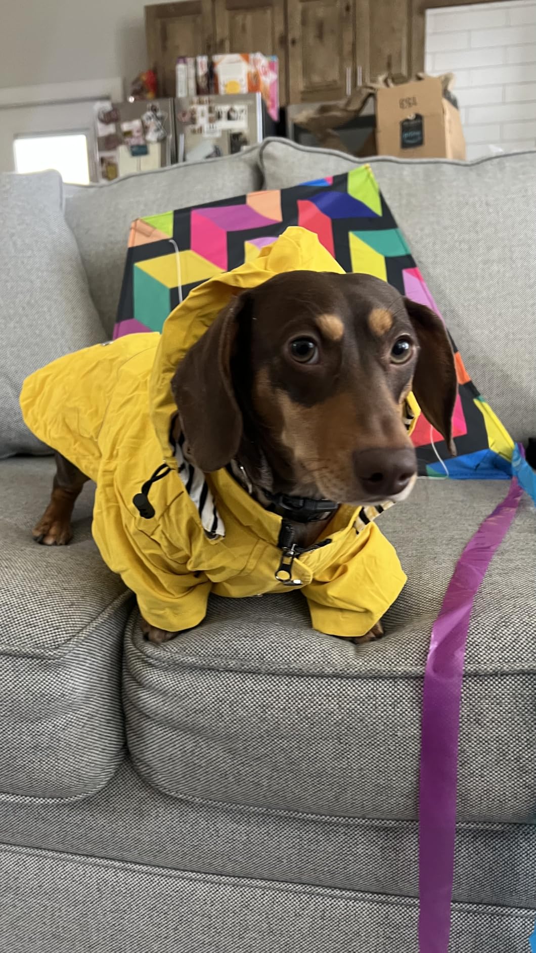 Morezi Dog Zip Up Raincoat with Reflective Buttons, Rain/Water Resistant, Adjustable Drawstring, Removable Hood, Raincoats with Legs customer photo 1