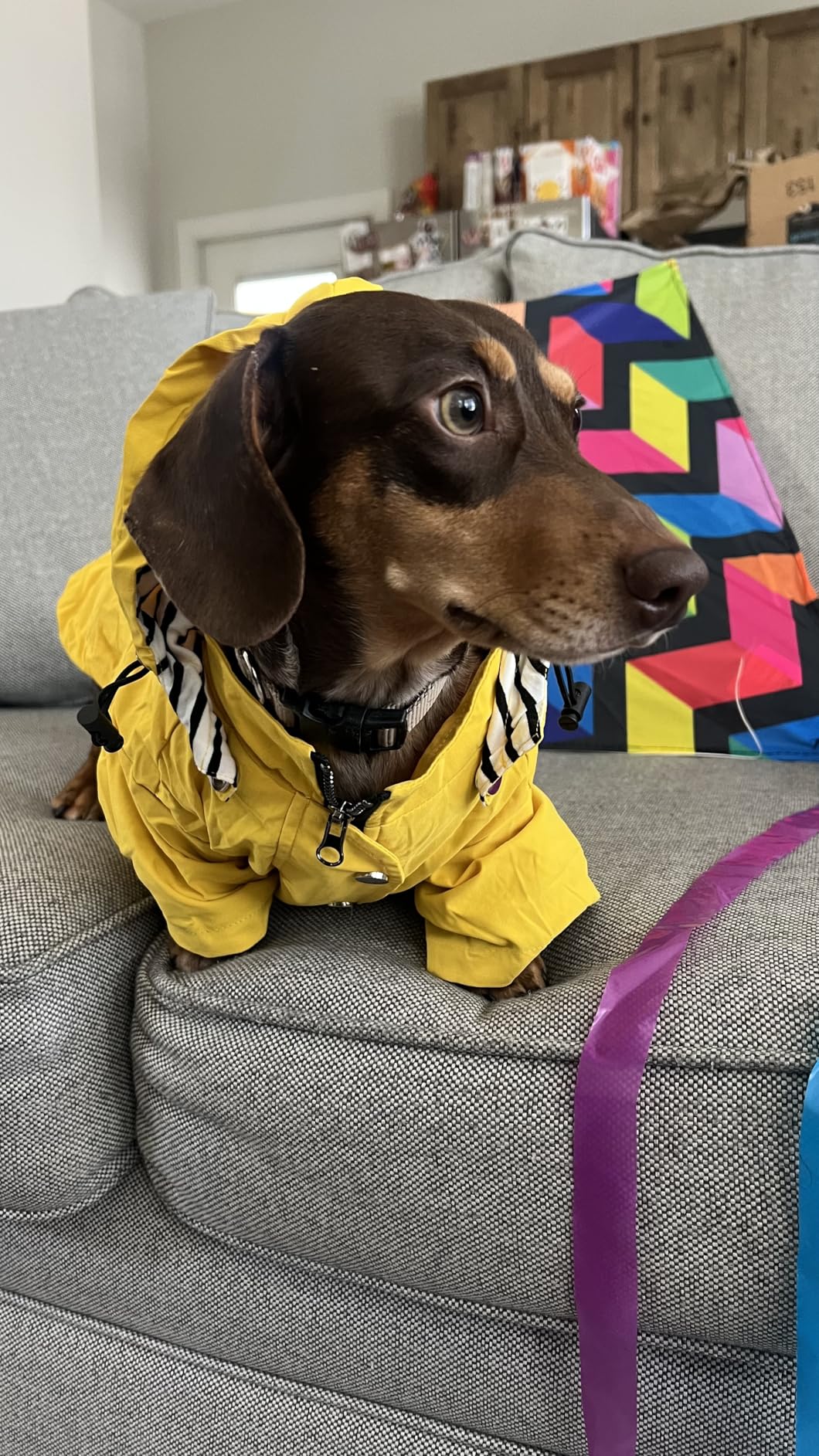 Morezi Dog Zip Up Raincoat with Reflective Buttons, Rain/Water Resistant, Adjustable Drawstring, Removable Hood, Raincoats with Legs customer photo 2