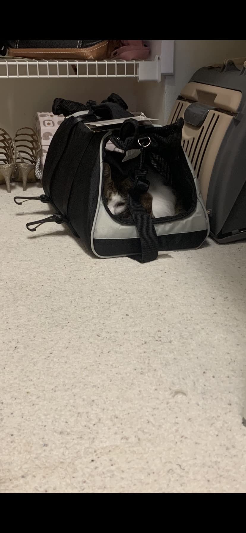 Sherpa Forma Frame Crash-Tested Travel Pet Carrier - Black, Extra Large customer photo 2