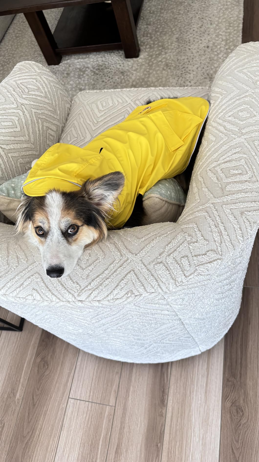 Canada Pooch Torrential Tracker Dog Rain Jacket - Easy On, Adjustable Full Body Coverage, Waterproof, Functional Pockets, Reflective Trim customer photo 1