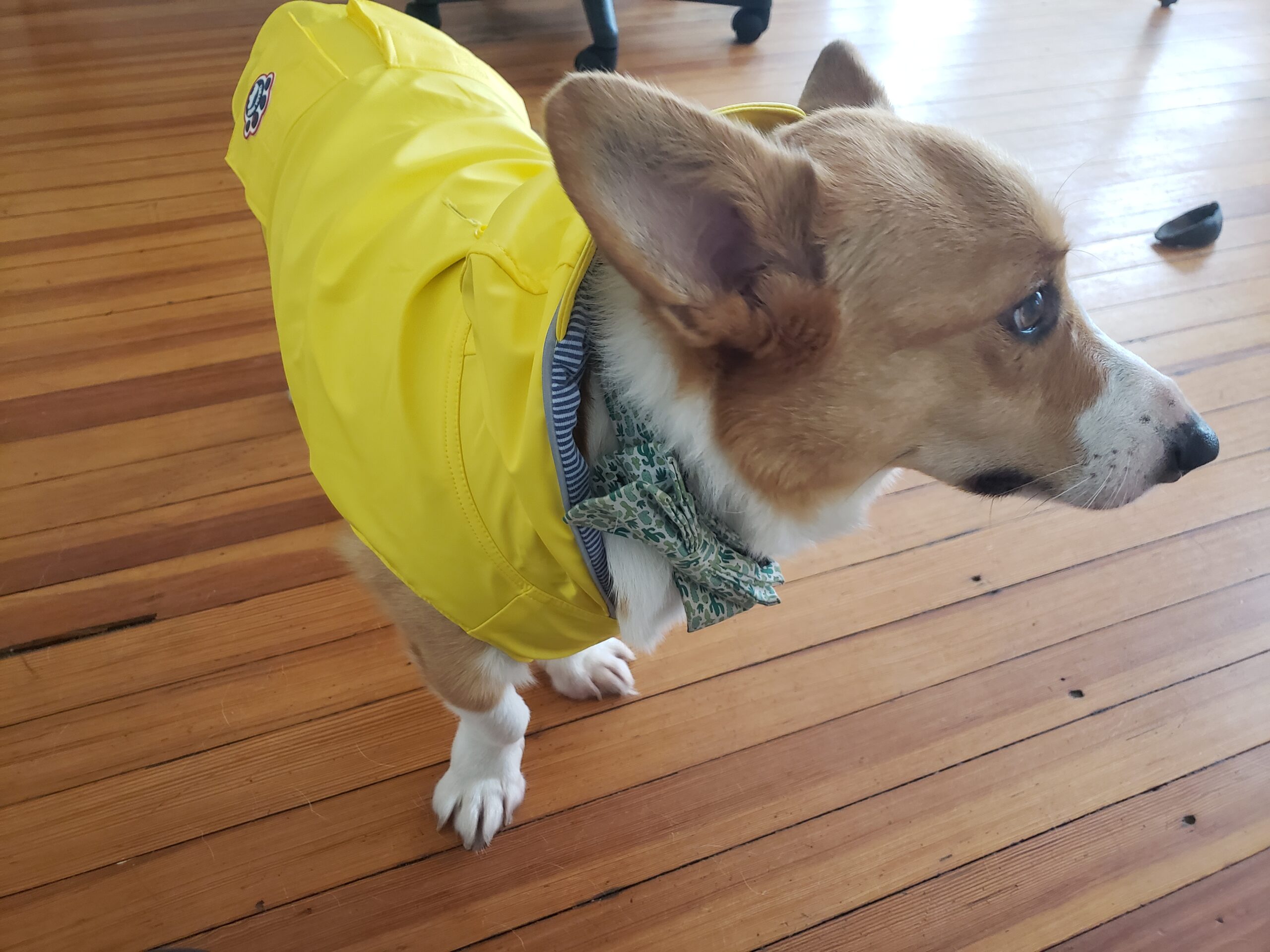 Canada Pooch Torrential Tracker Dog Rain Jacket - Easy On, Adjustable Full Body Coverage, Waterproof, Functional Pockets, Reflective Trim customer photo 2