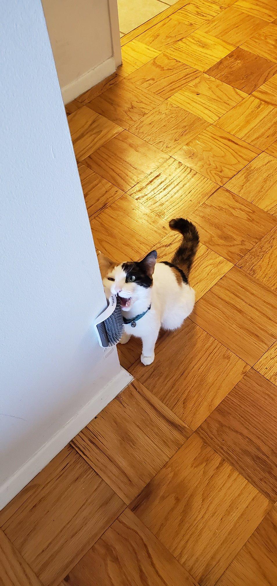 Cat Self Groomer Toy Wall Corner Massage Comb Perfect Massager Brush with Catnip (4 PCS Gray) customer photo 2