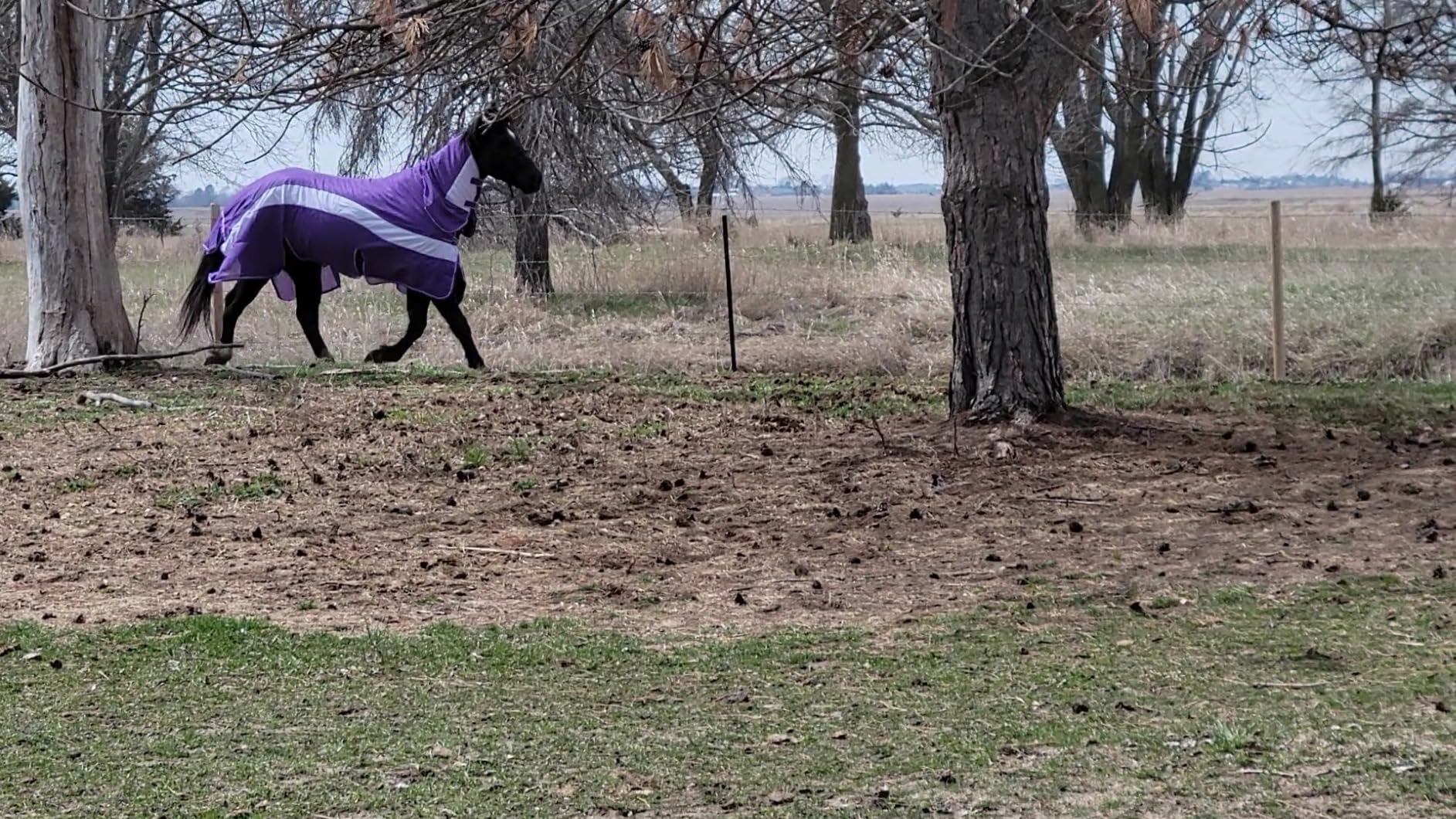 Challenger Horse Mesh Summer Fly Sheet Spring Airflow Neck customer photo 1