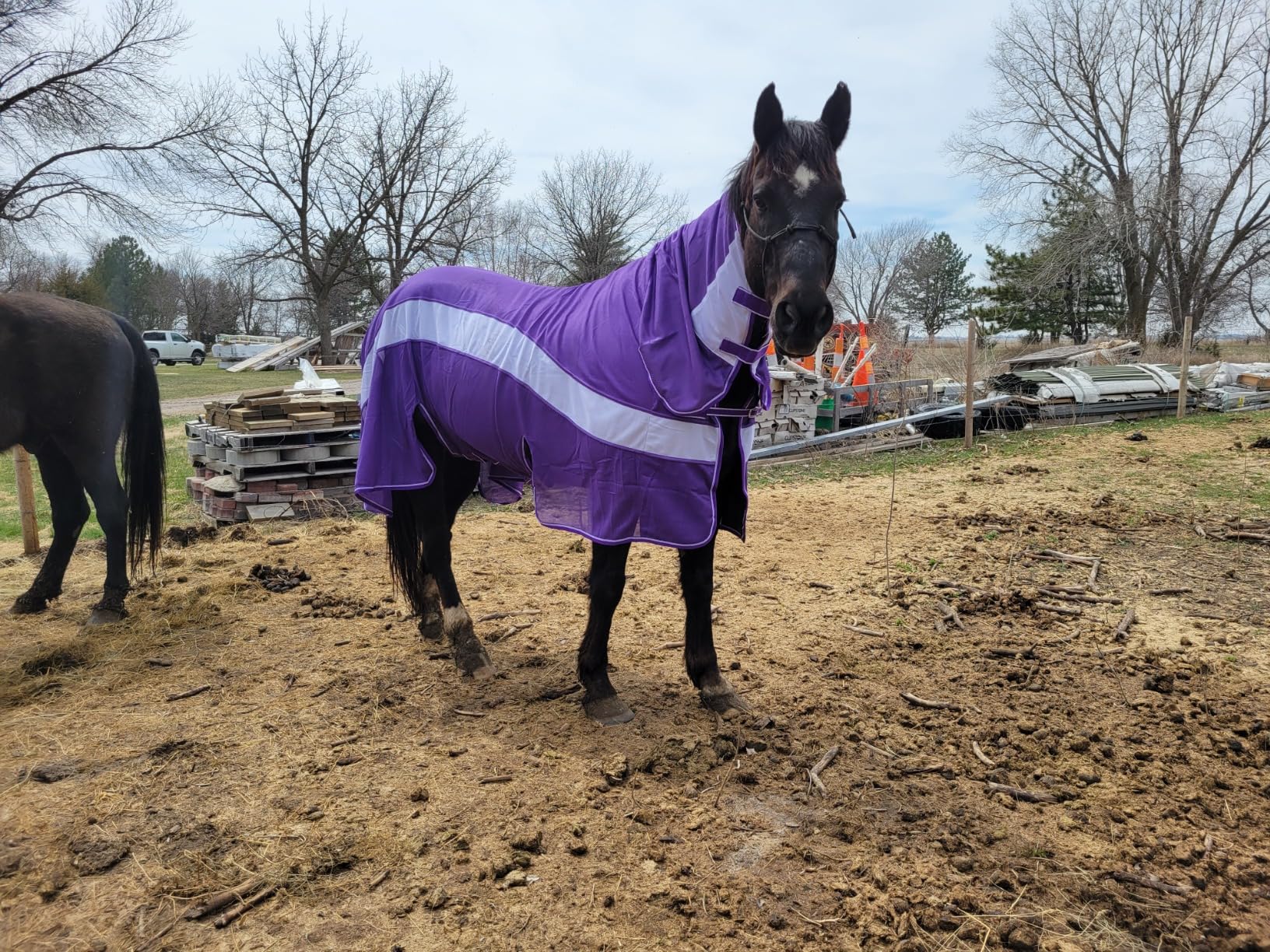Challenger Horse Mesh Summer Fly Sheet Spring Airflow Neck customer photo 2