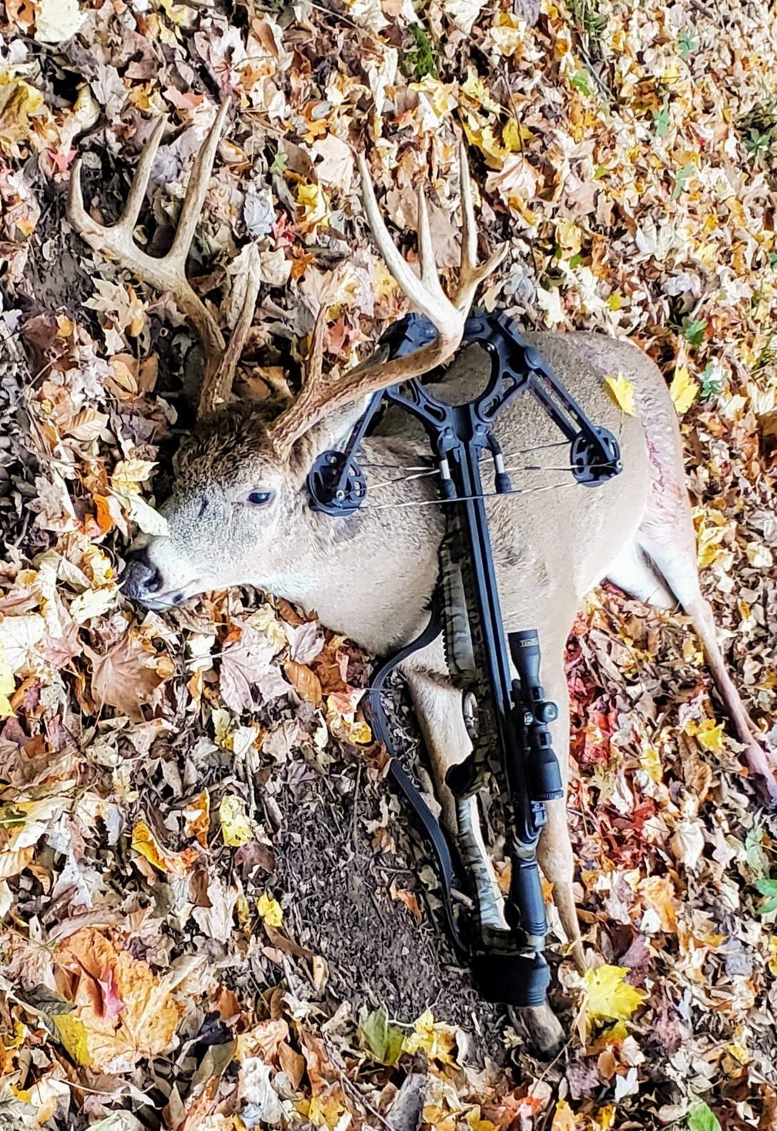 Barnett Whitetail Series Crossbow Package with 4x32 Scope, Arrows, Quiver & Cocking Device customer photo 2