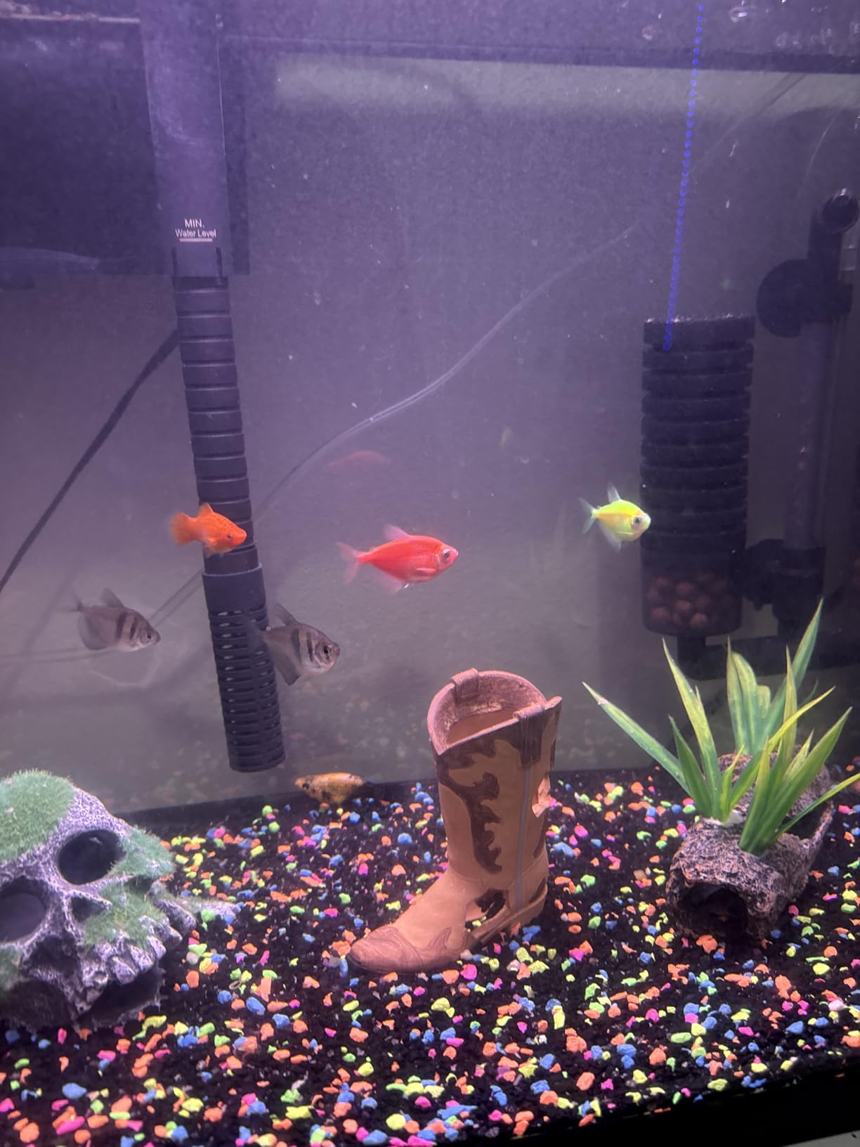 hygger Aquarium Double Sponge Filter, Comes with 2 Spare Sponges (S) customer photo 2