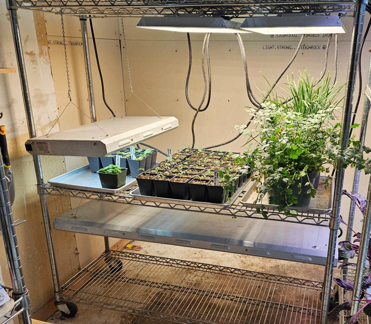 MARS HYDRO TS1000 150W LED Grow Light for Indoor Plants, with Patented Reflector, 5 Levels Dimmable Lights Daisy Chain Full Spectrum Growing Lamps for Seedlings Veg Bloom in 2x2/3x3 Grow Tent customer photo 1
