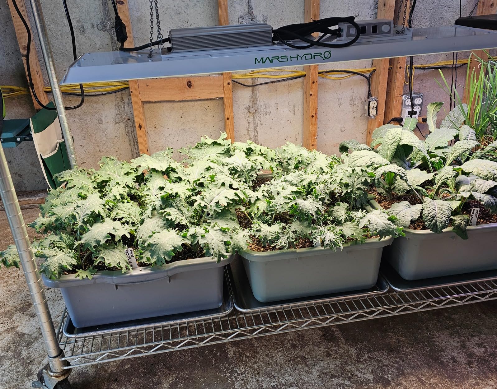MARS HYDRO TS1000 150W LED Grow Light for Indoor Plants, with Patented Reflector, 5 Levels Dimmable Lights Daisy Chain Full Spectrum Growing Lamps for Seedlings Veg Bloom in 2x2/3x3 Grow Tent customer photo 2